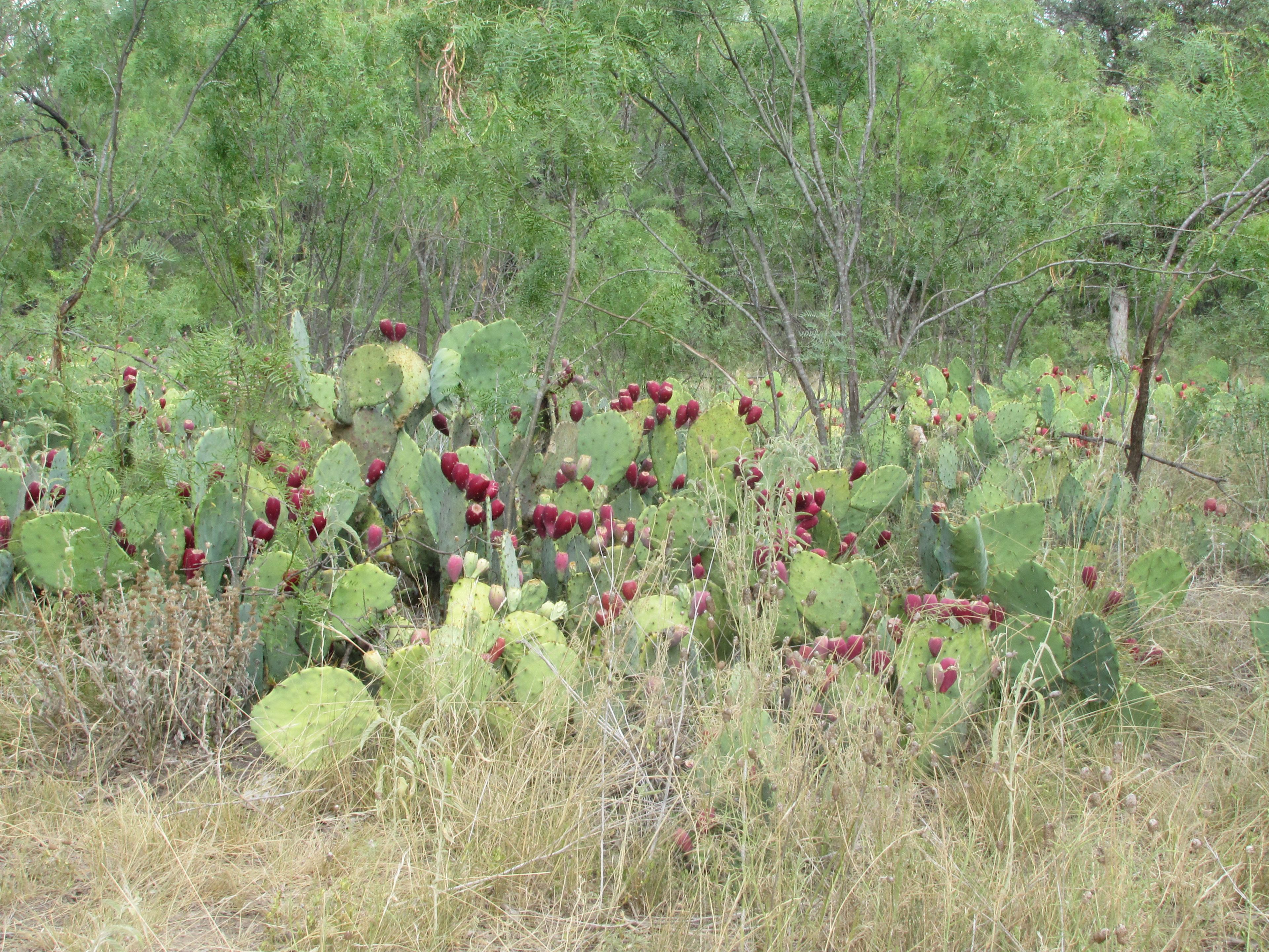 South Llano River Campground