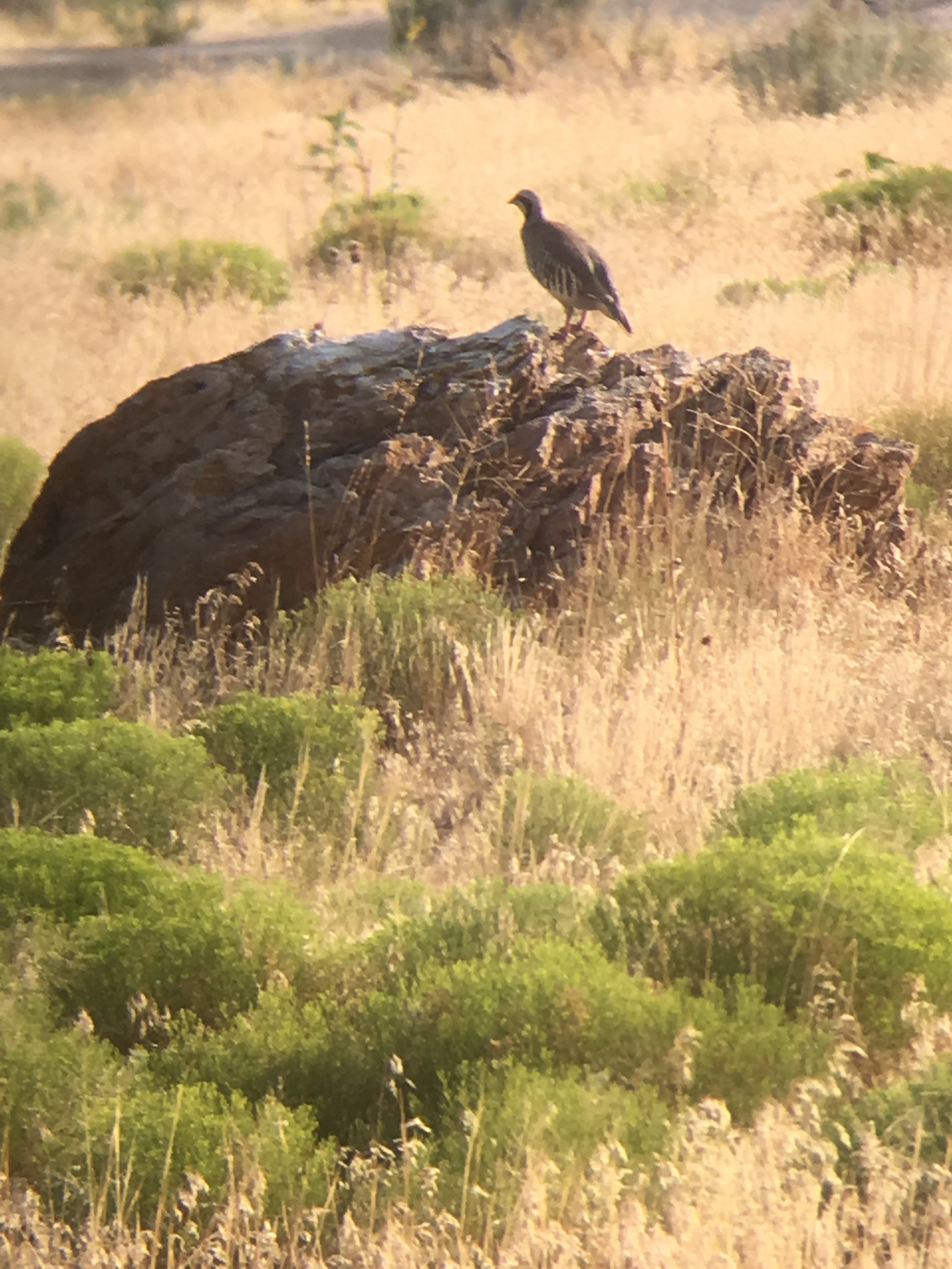 Antelope Island State Park