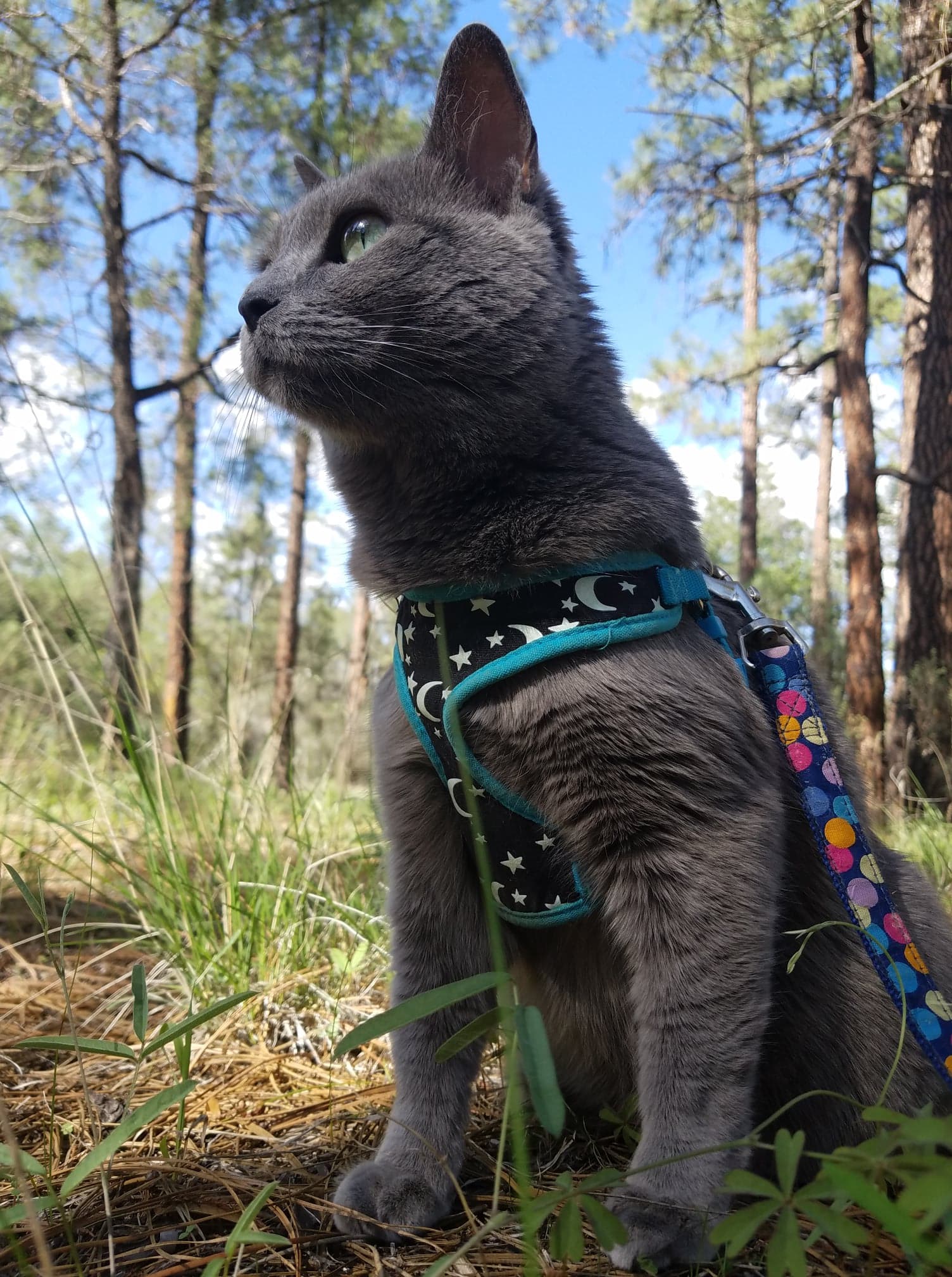 Fig cherishes every moment in the Gila Wilderness on a camping and hiking adventure.