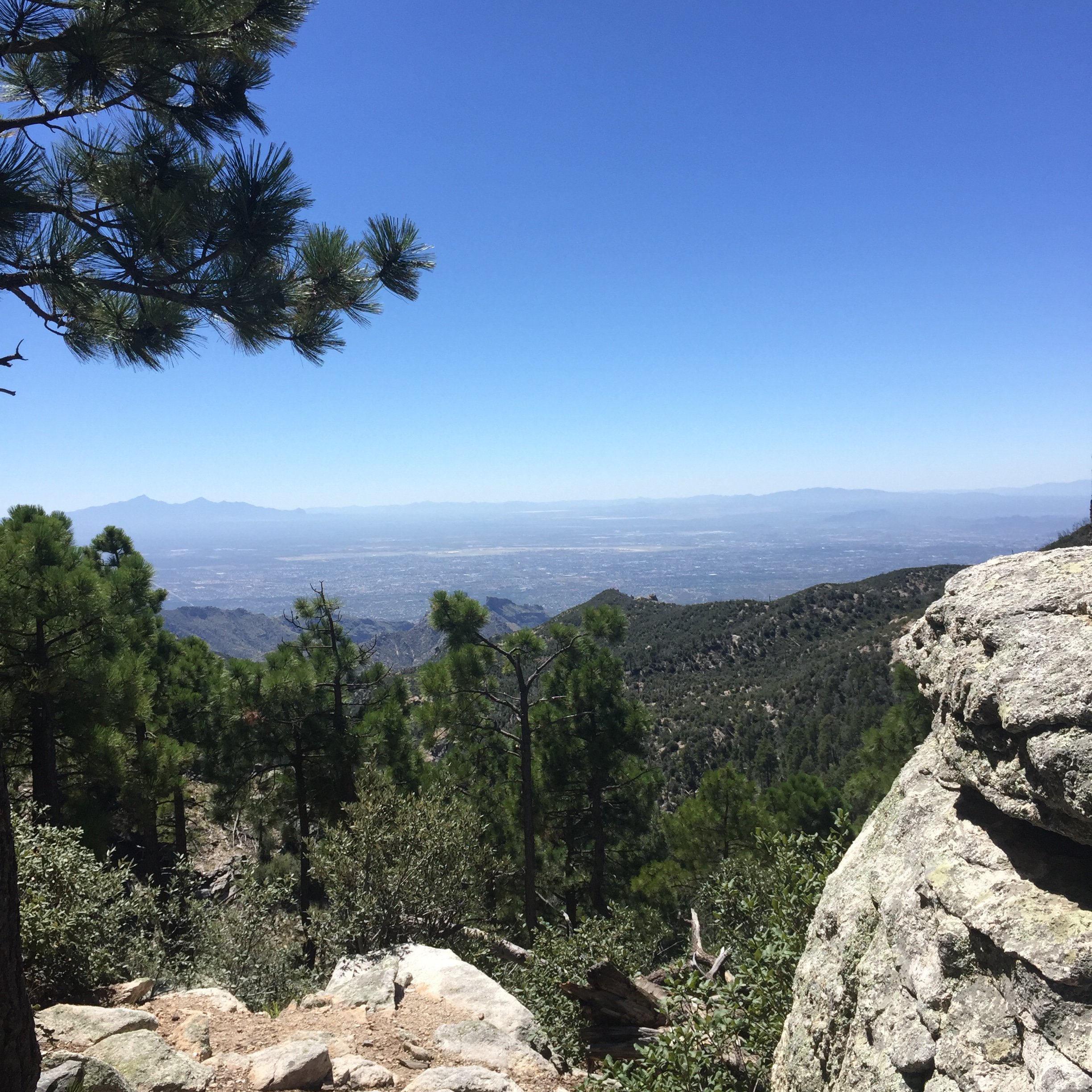 The view of Tucson just passed the trees.