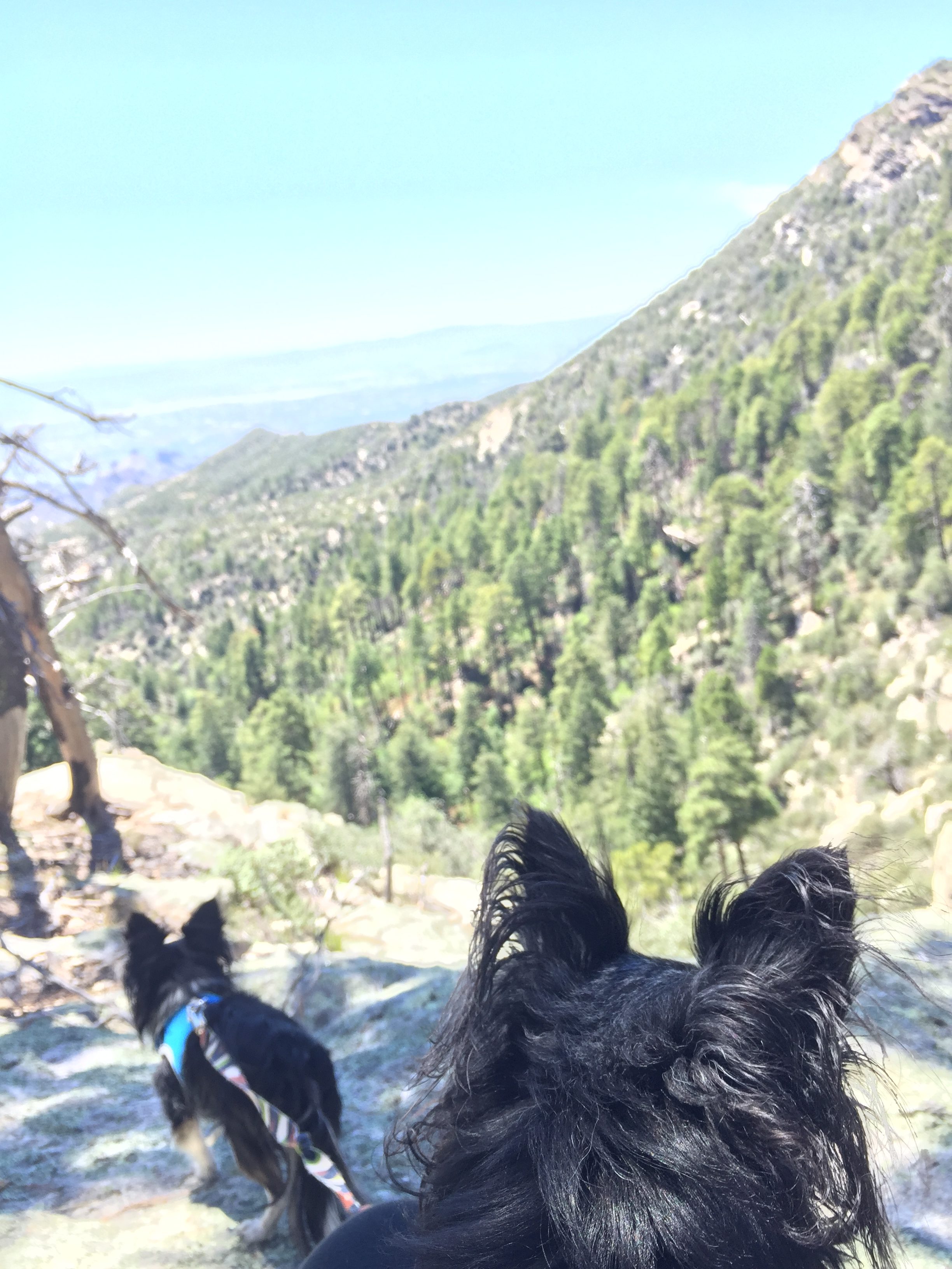 Mountain dogs come in all sizes.