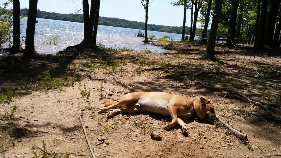 Our dog just chillin on his first camping adventure.