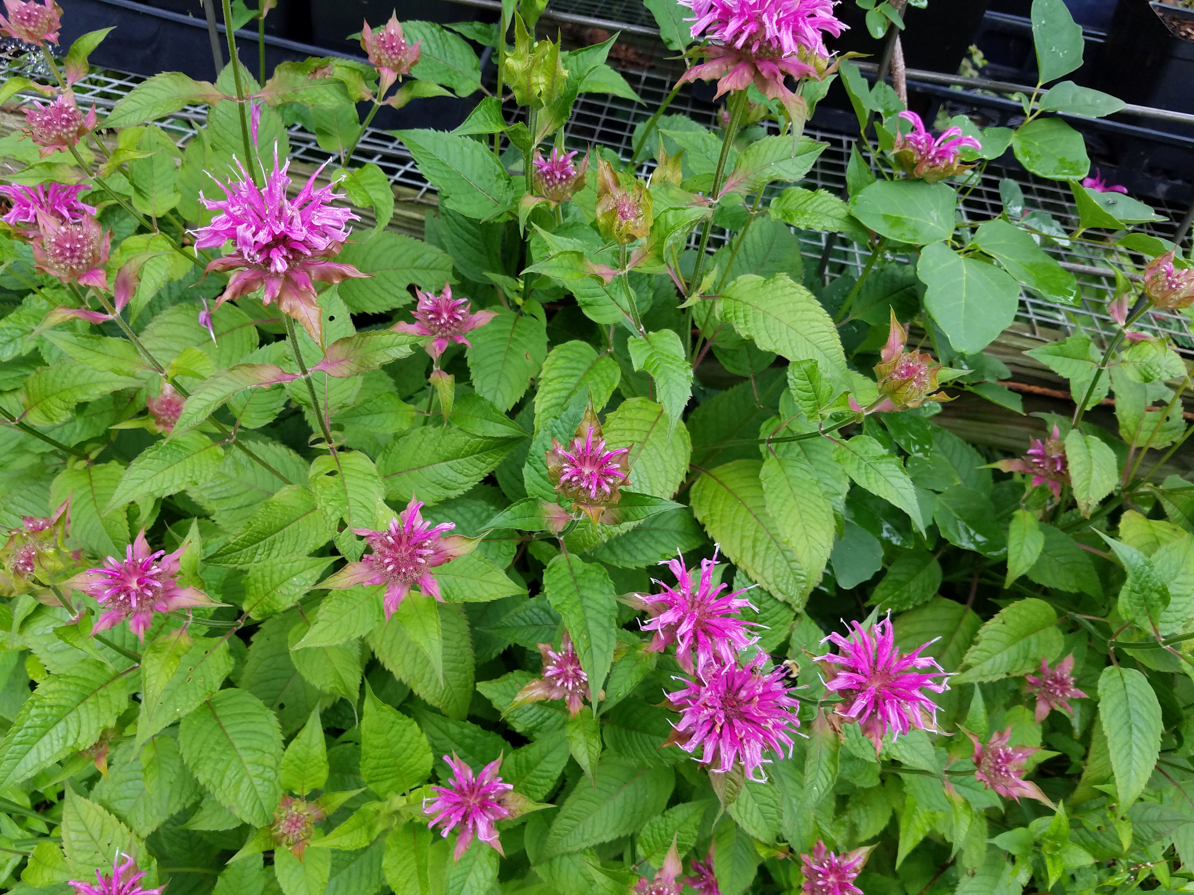 Brambleberry Permaculture Farm