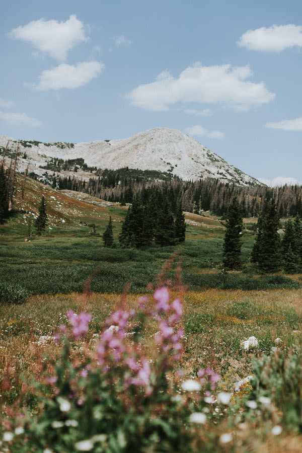 Medicine Bow National Forest