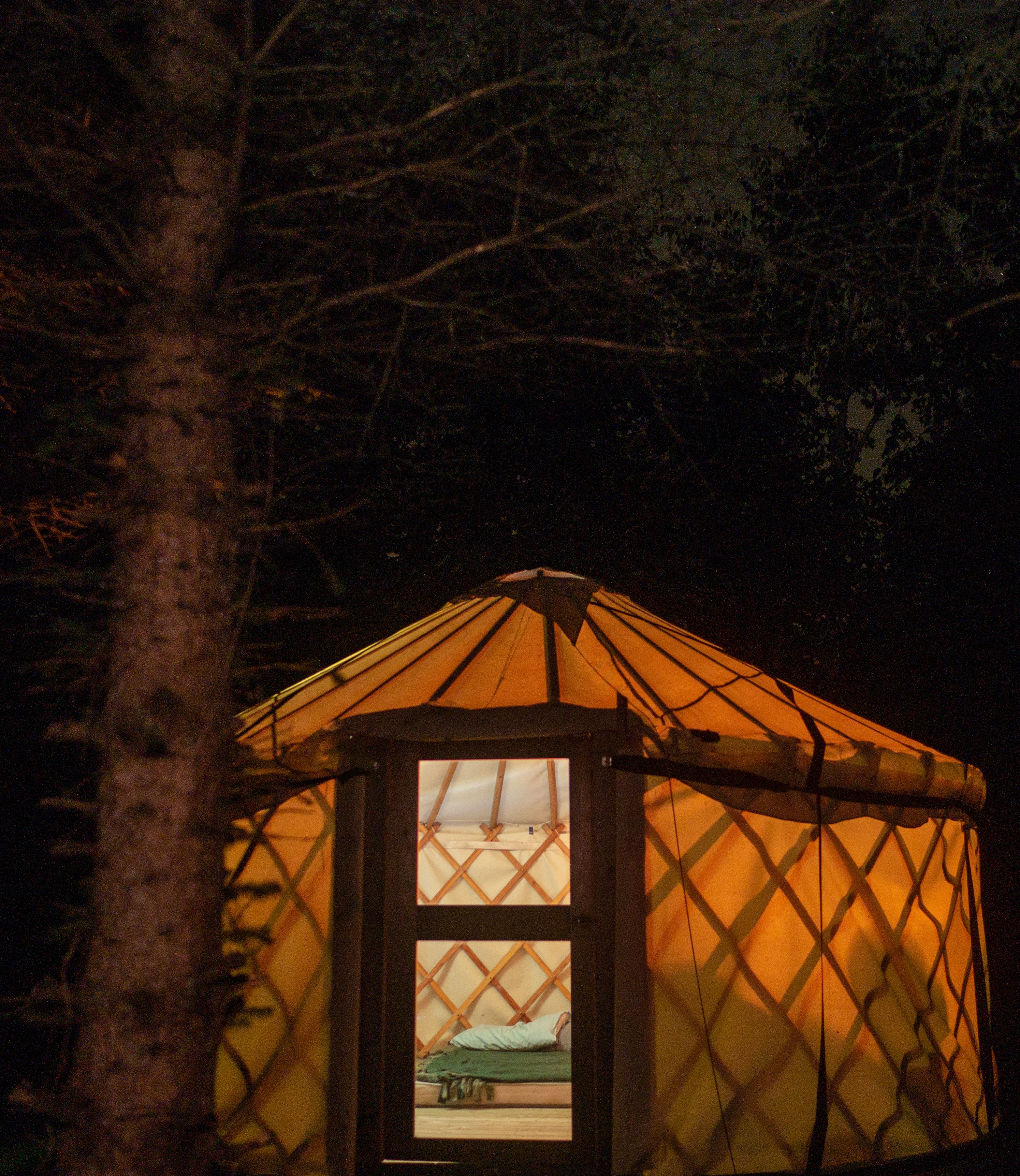 Spirits of the Forest