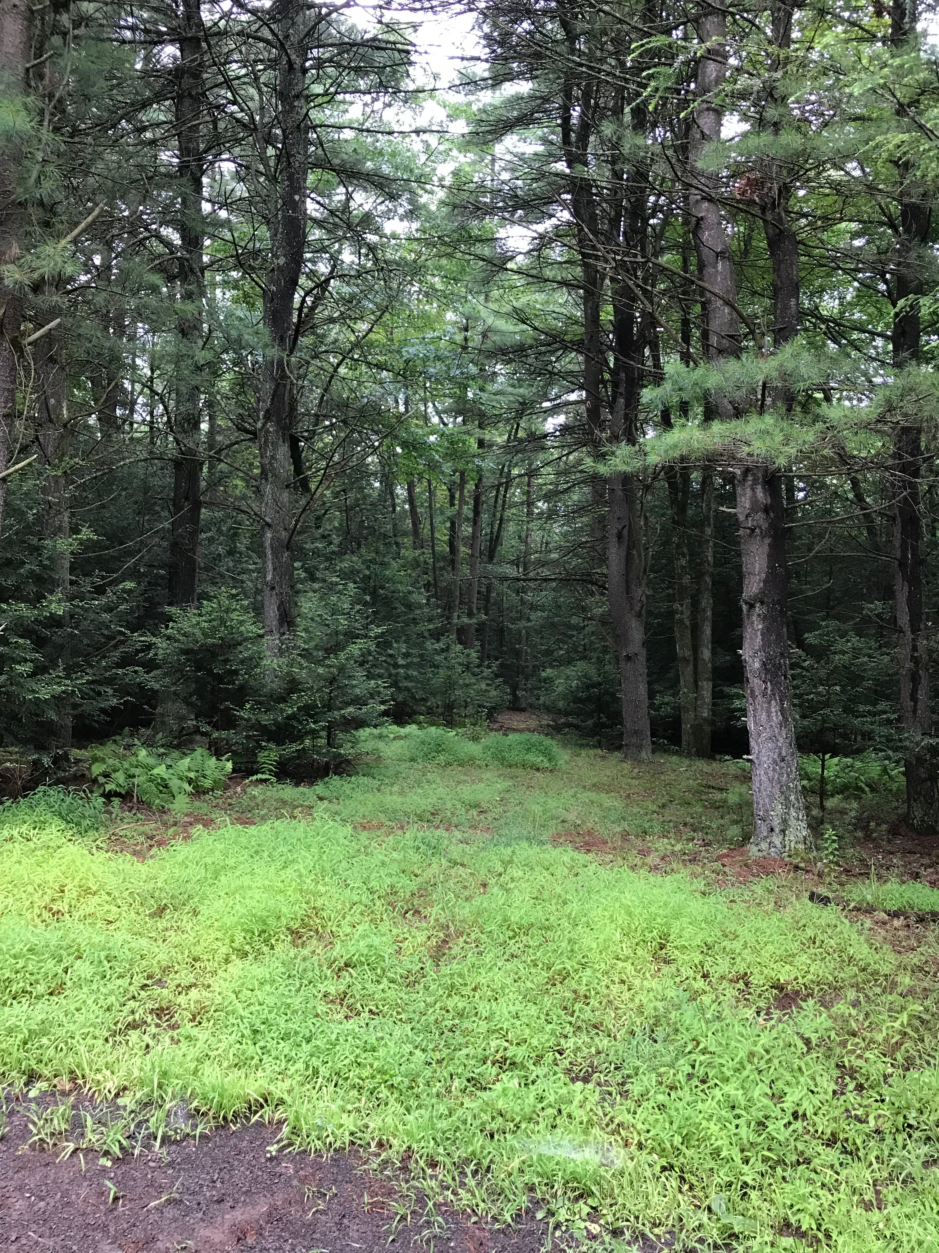View from the back deck