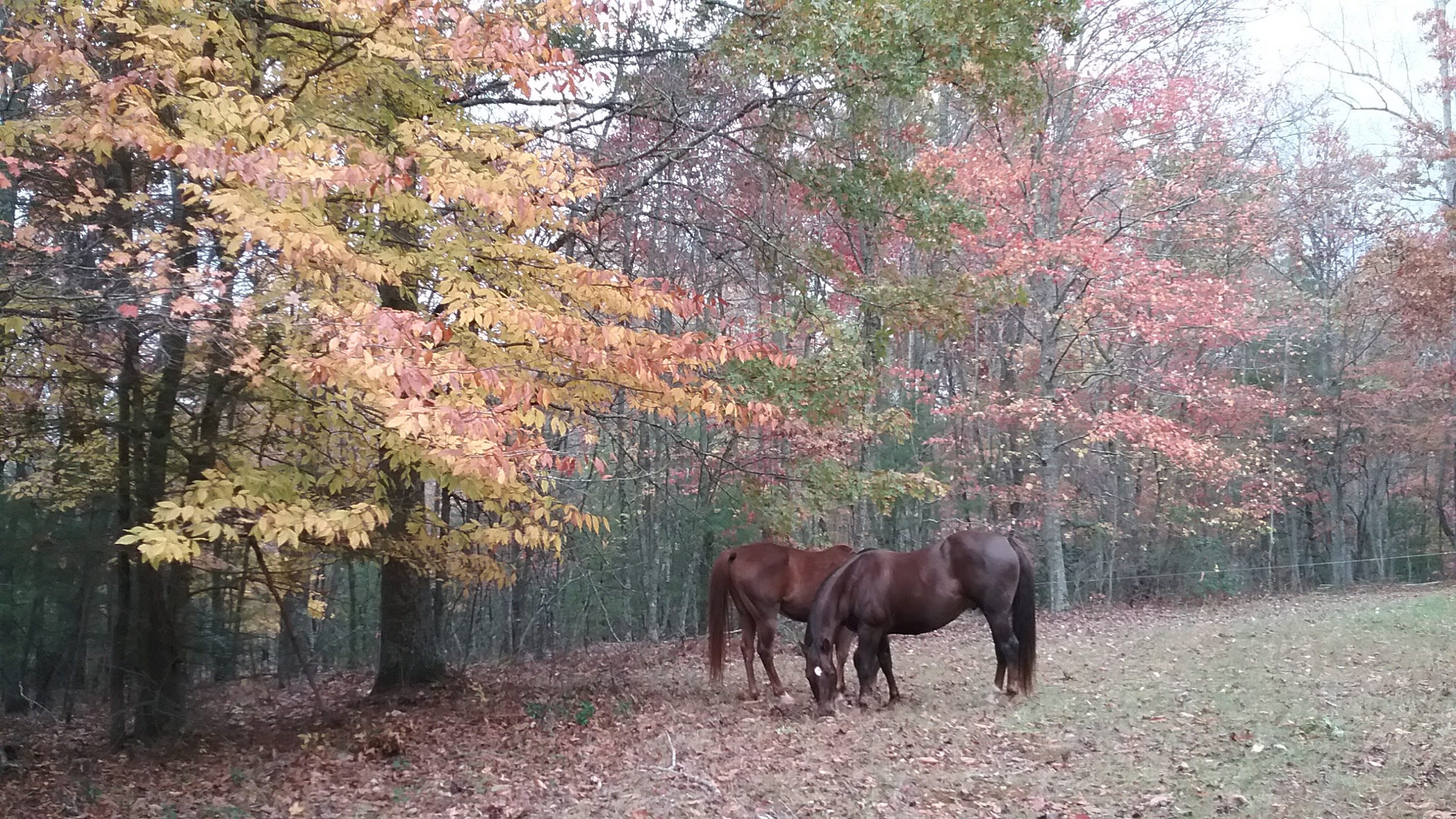 Fall leaf season is especially spectacular around mid-October.