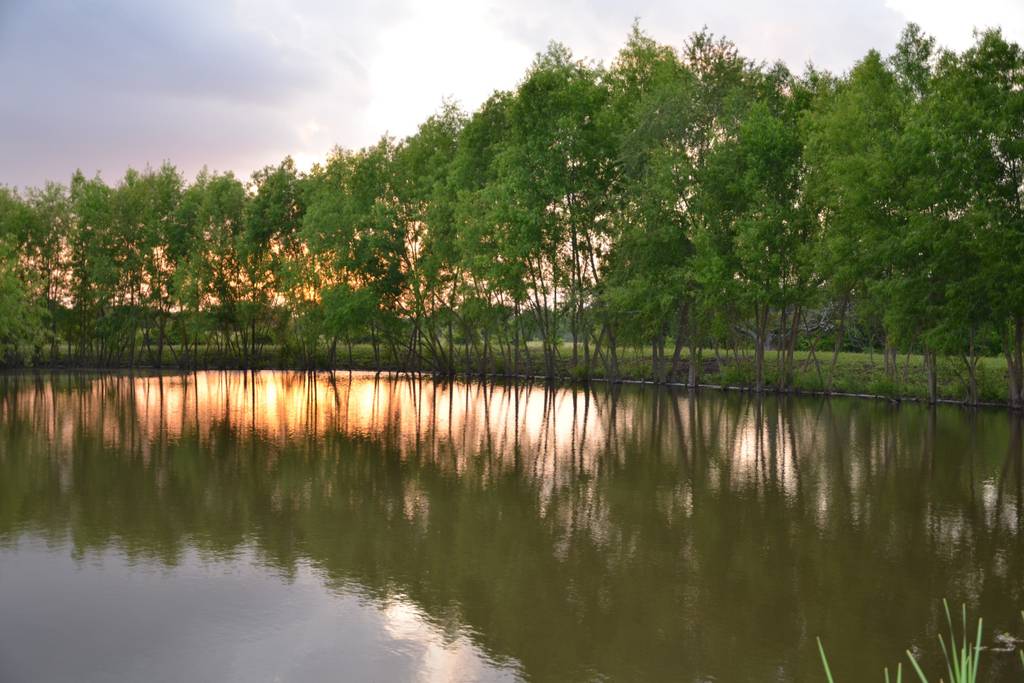 Weeping willows line the dam of the pond.