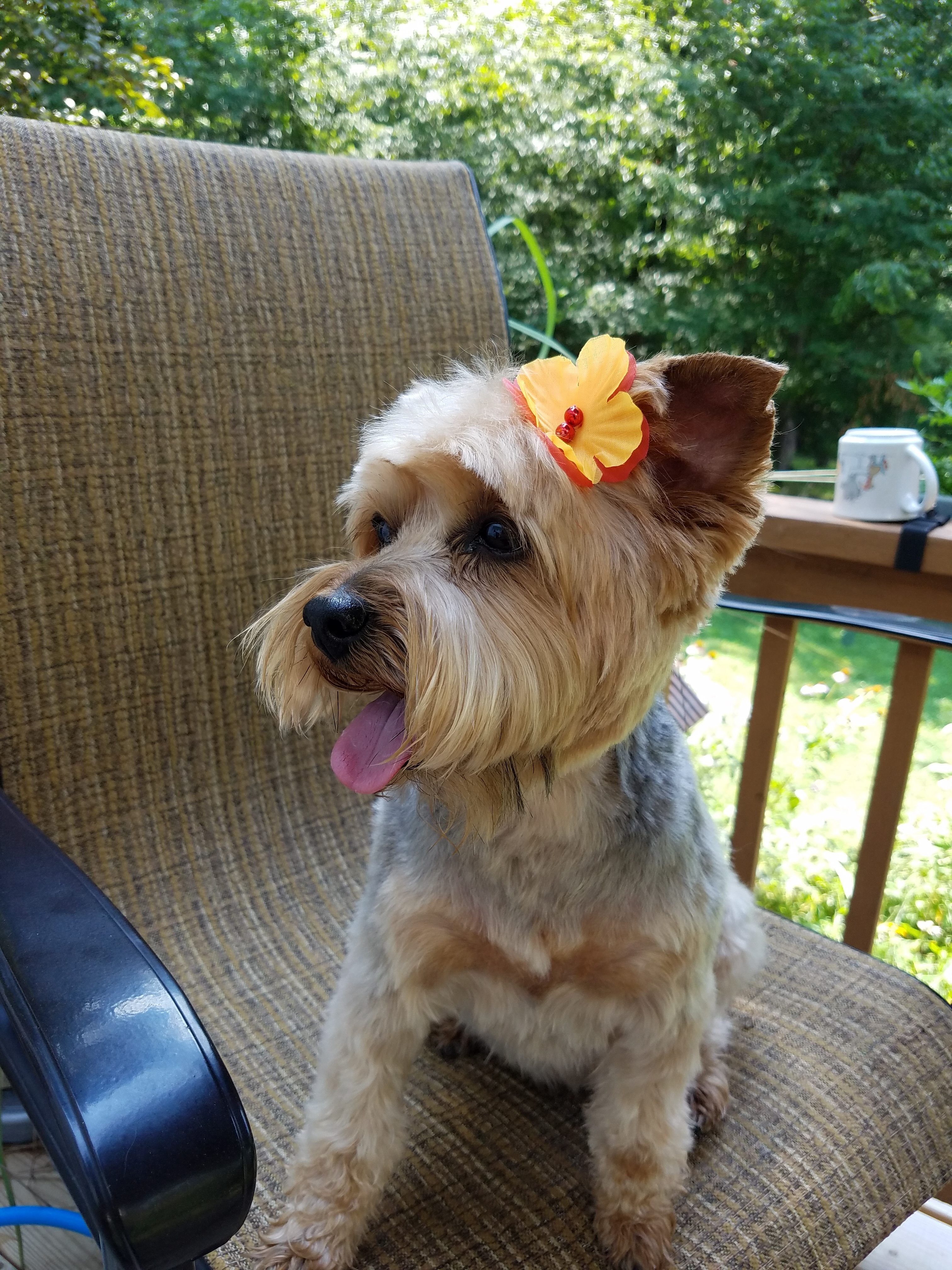 Roxie is a therapy dog that loves to walk the paths or just snuggle with you. 