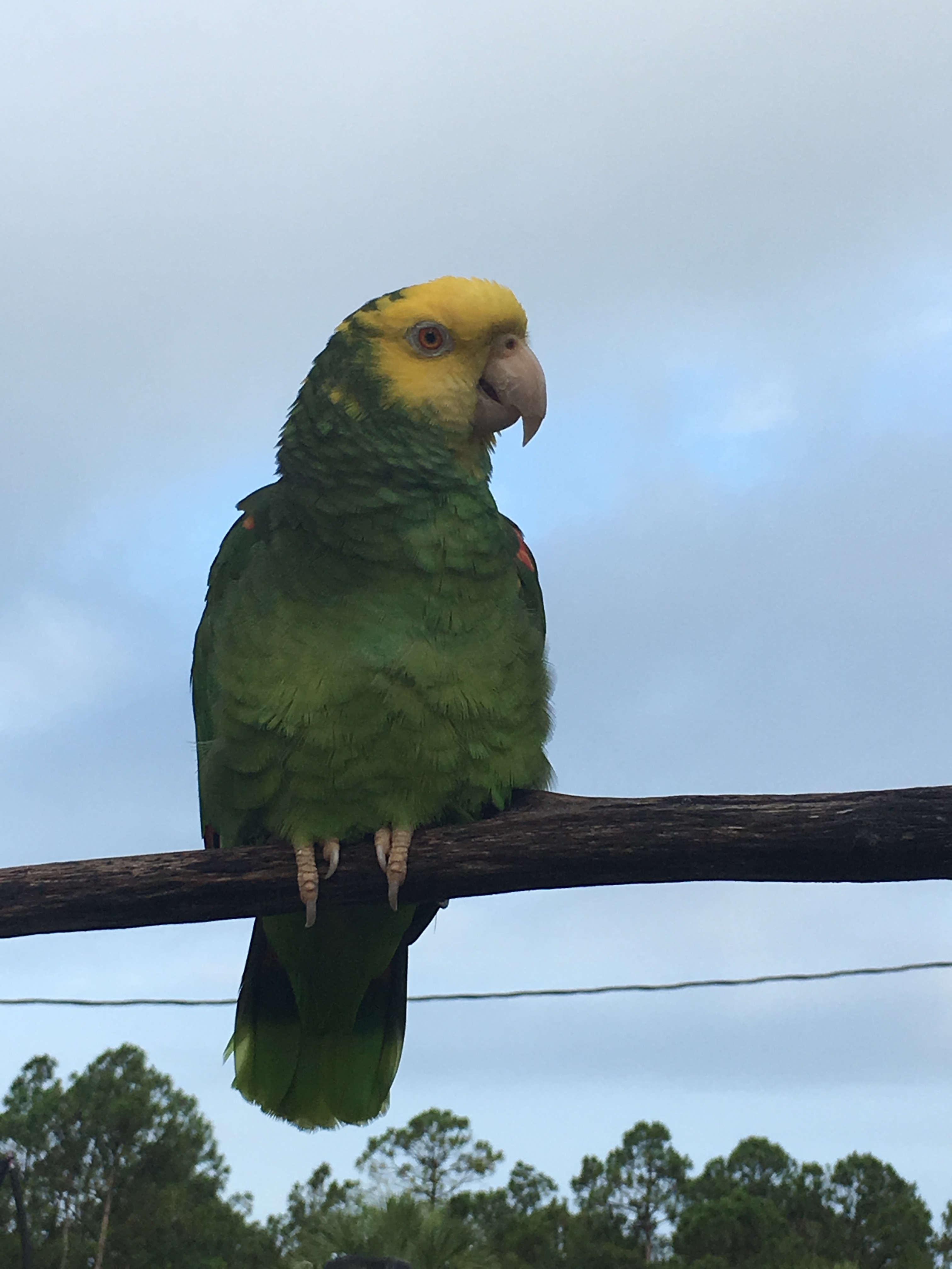 Papito is our parrot. 