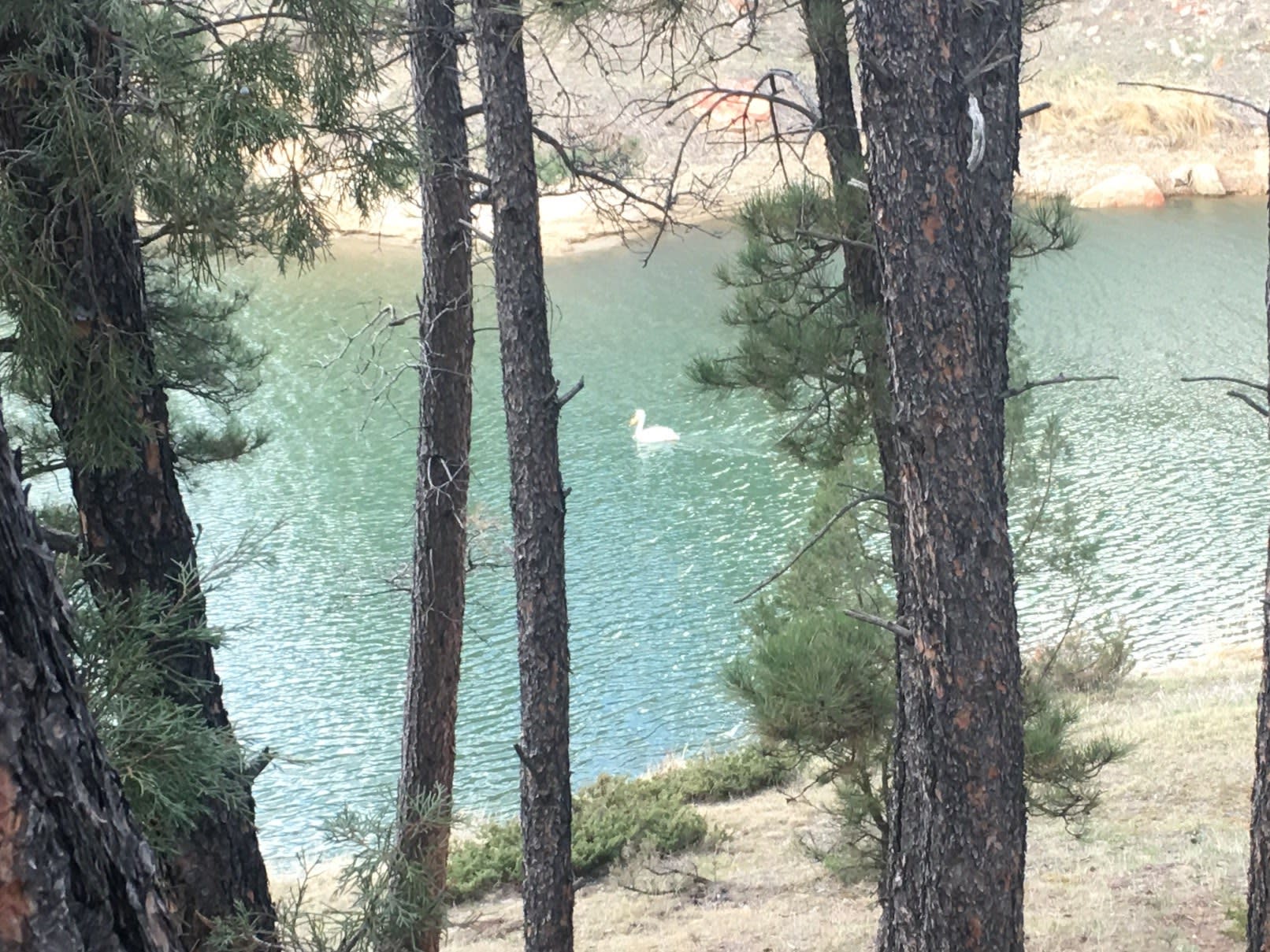 Pelican in the water near my campsite