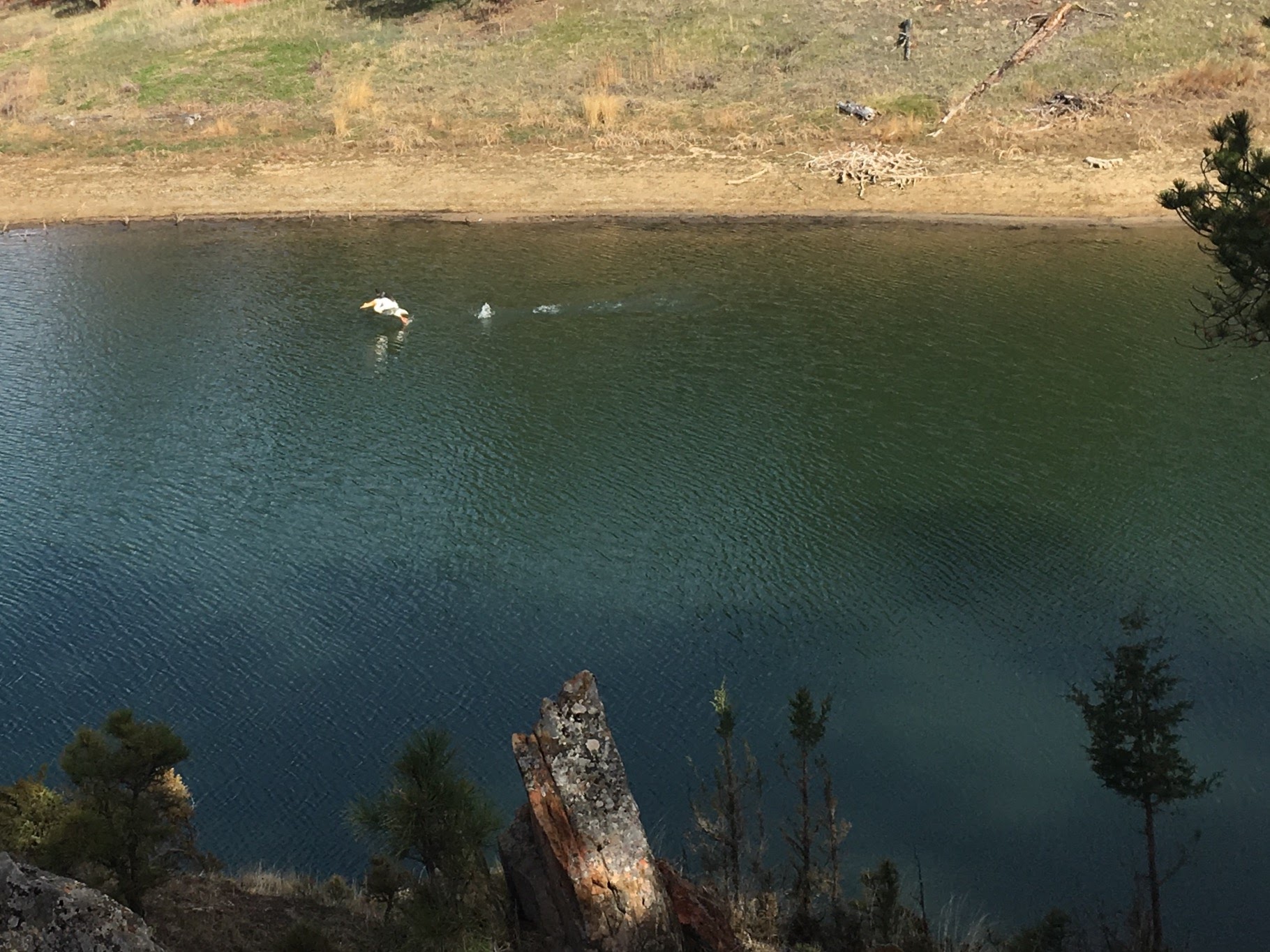 Pelican in the water near my campsite