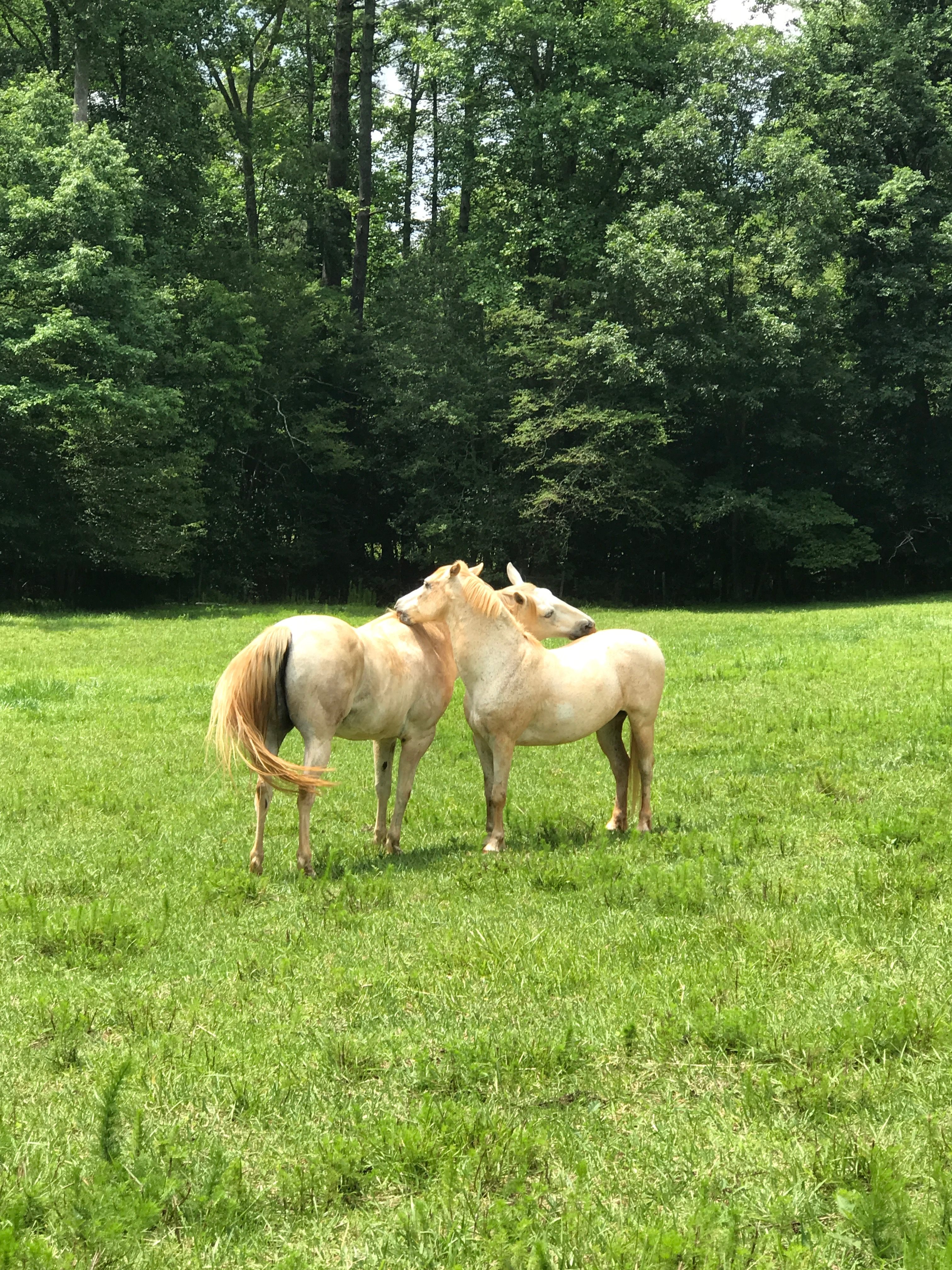 White Dog Farm camping