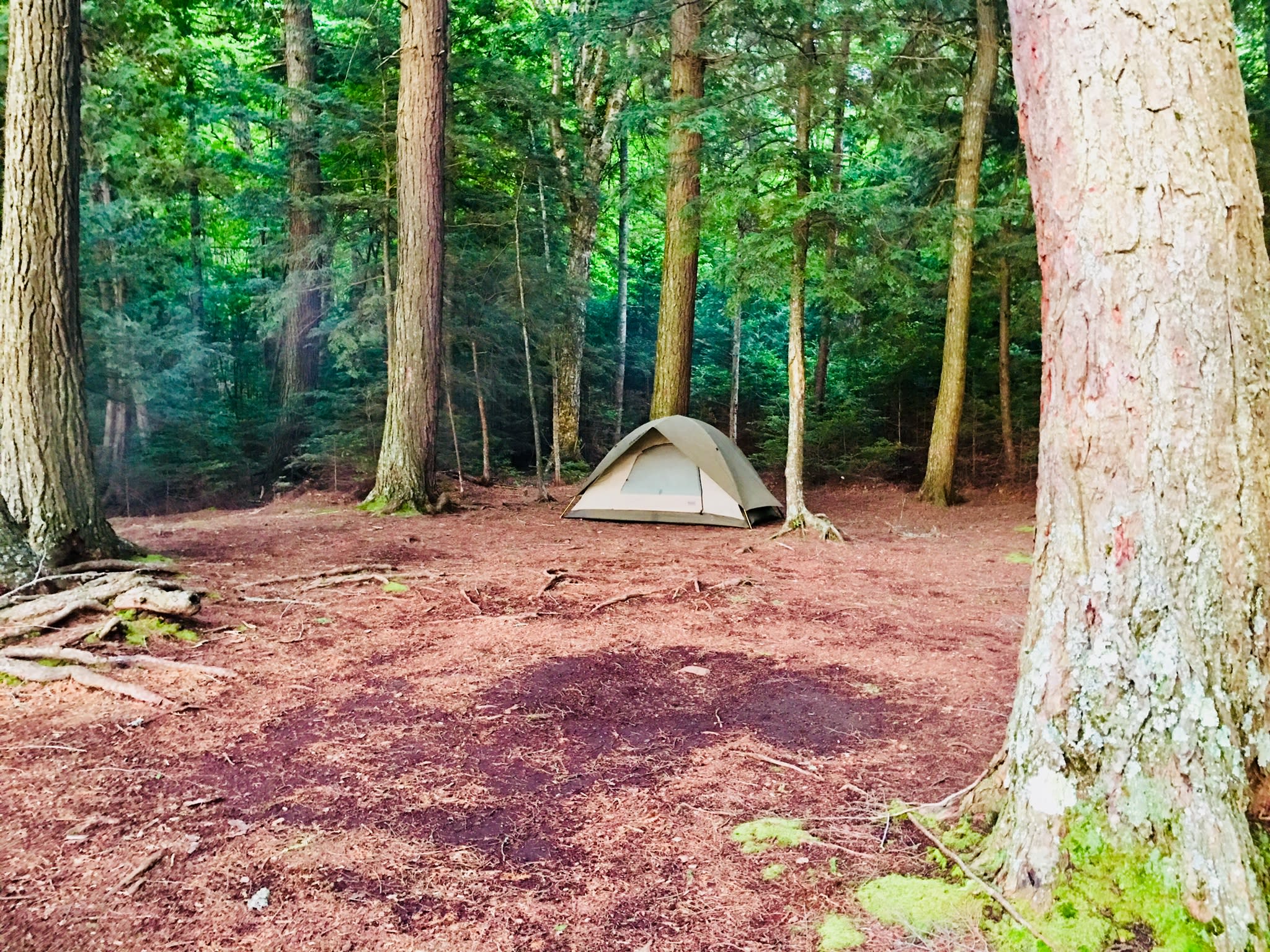 Site 5 - this site has a lot of flat space