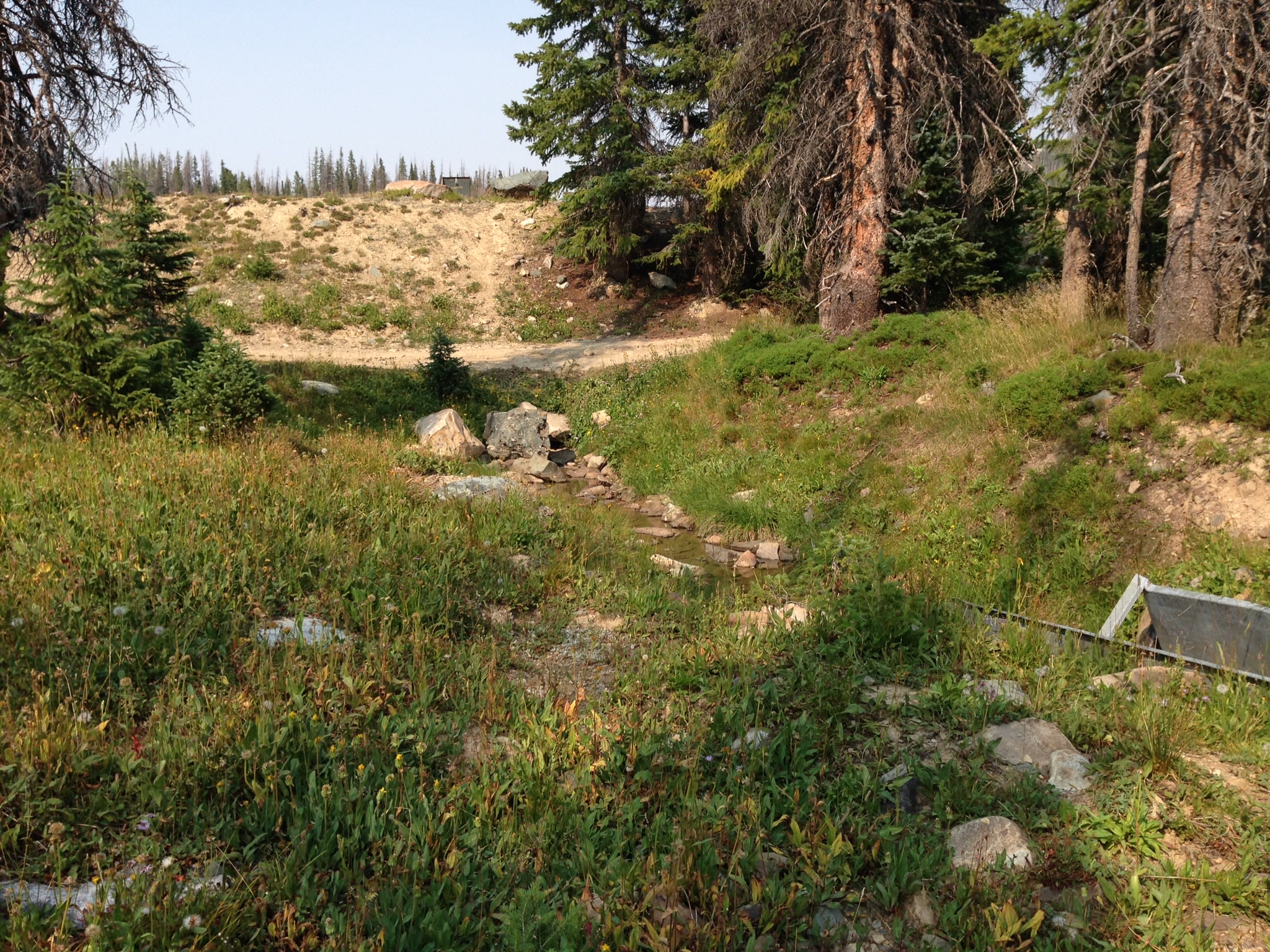 Saw a wolf trot by, too quick for the camera 