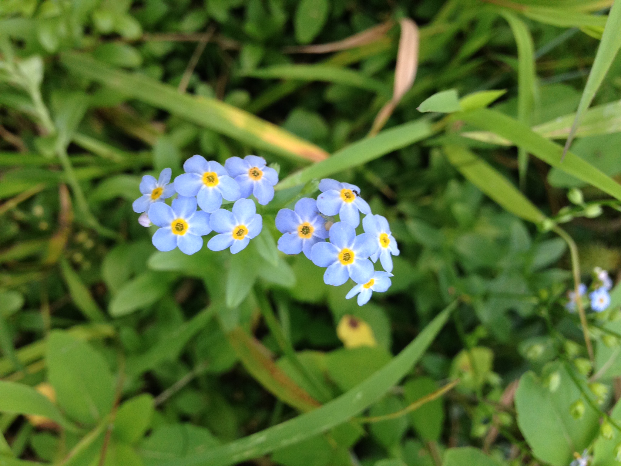 Lakeside forget me nots 