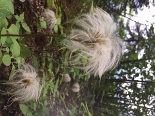 Kintla Lake Campground