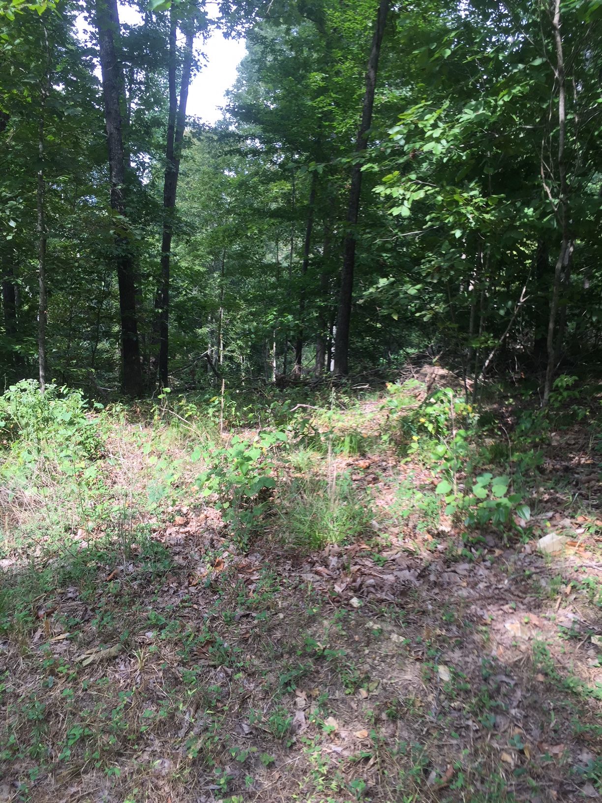 This is a photo of the land approximately at camp site set up. 