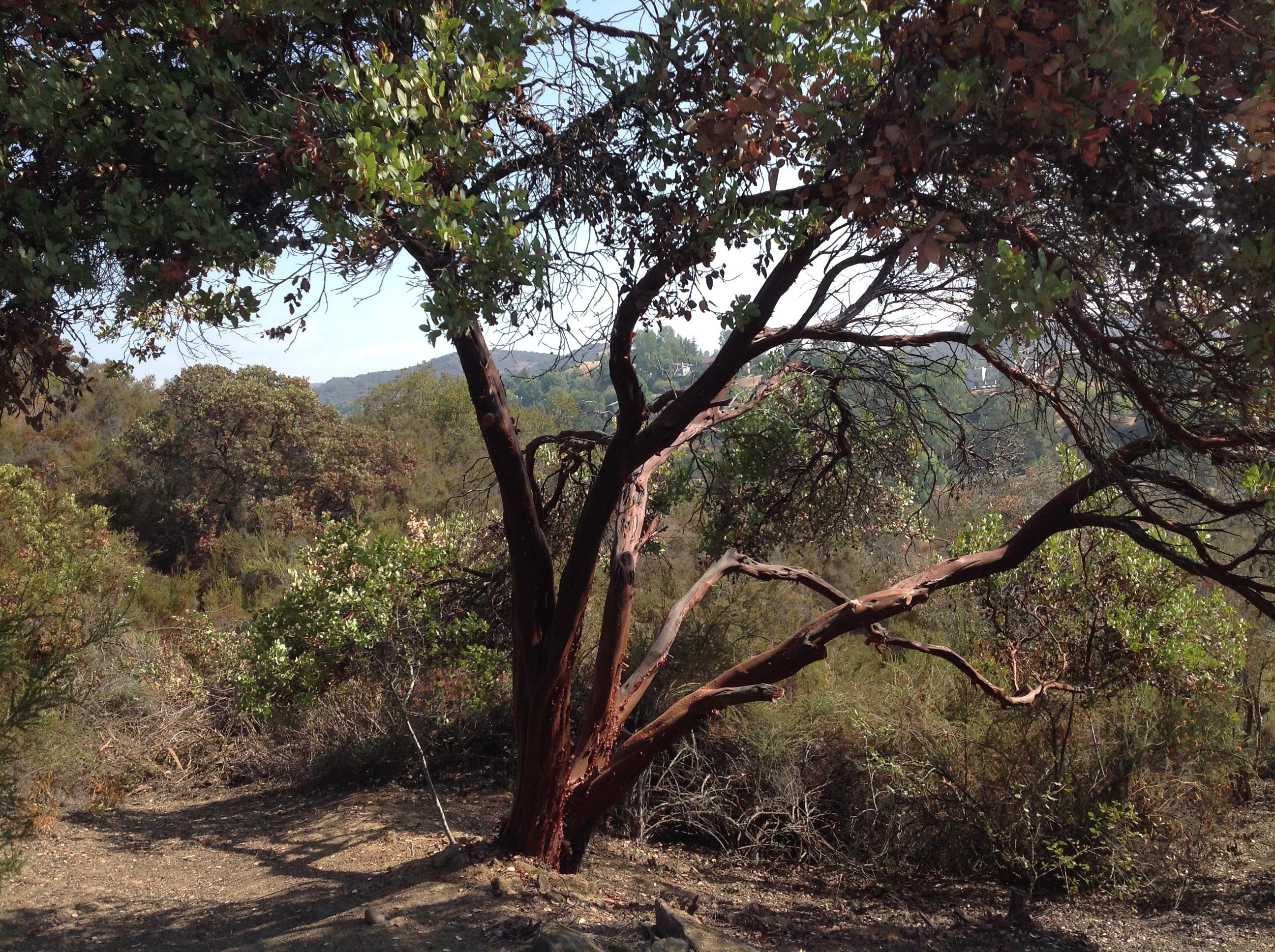 Ancient hugh Manzanita tree