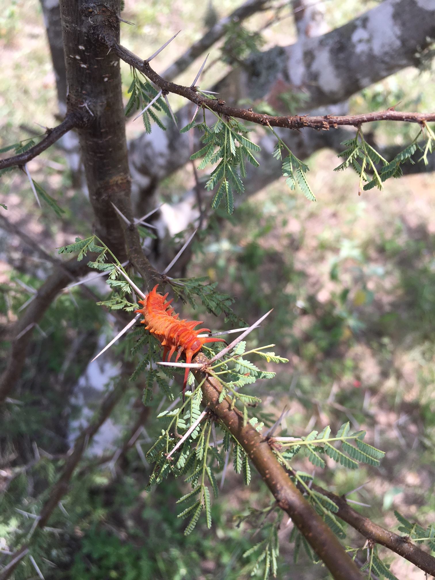 Creepy crawlies and pointy things abound.... watch your step!

