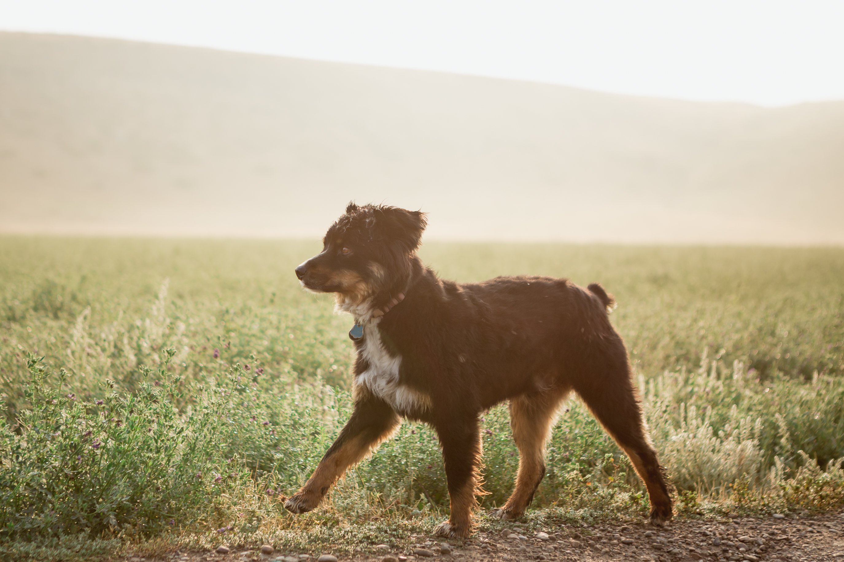 Montana Country & Stone Barns