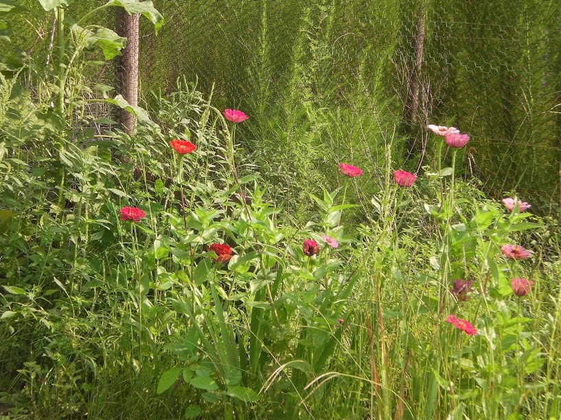 Wildflowers