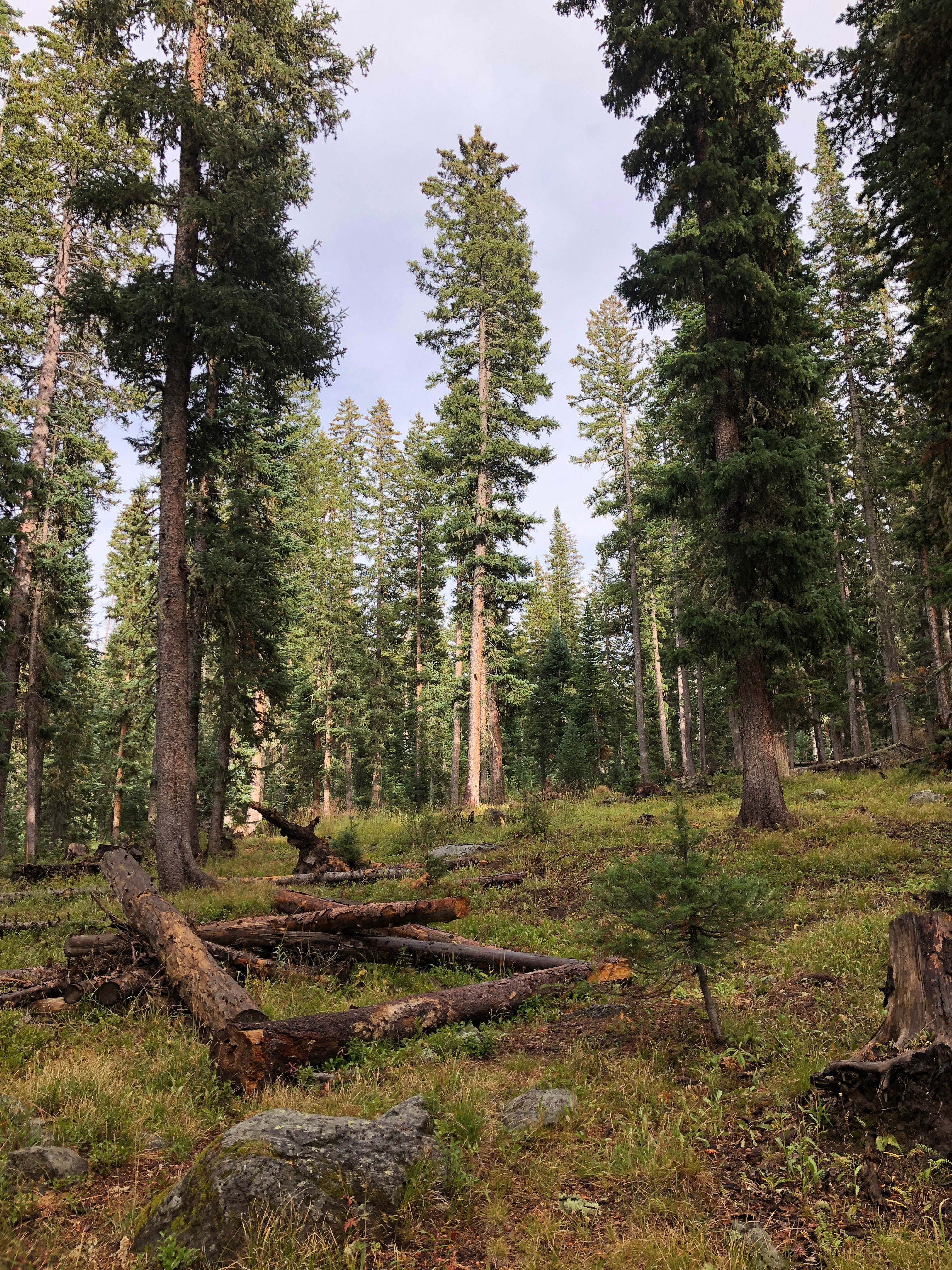 Behind site 11, nothing but wilderness 