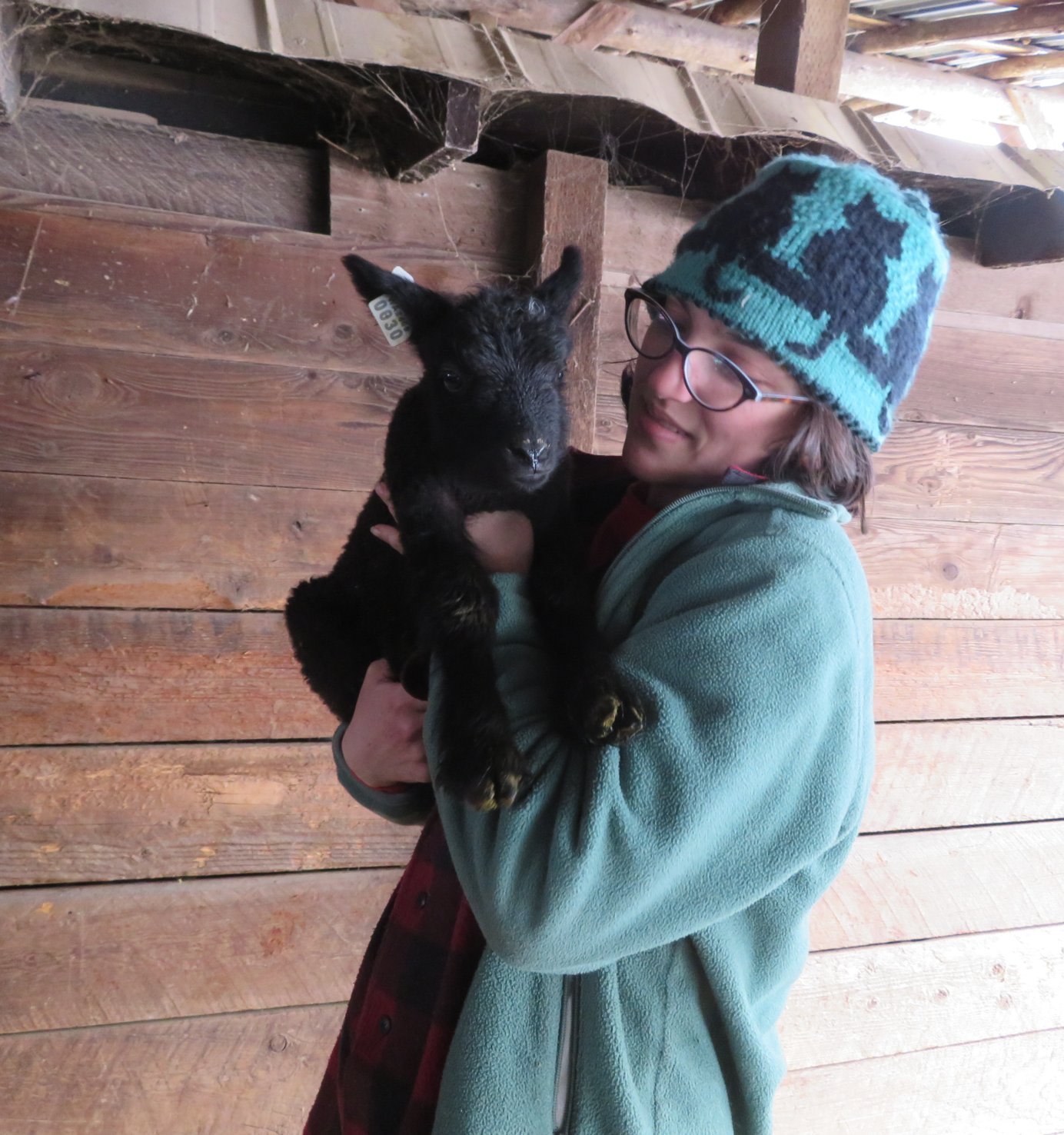 In the spring lots of time is spent waiting for lambs to be born, and enjoying them once they are born!