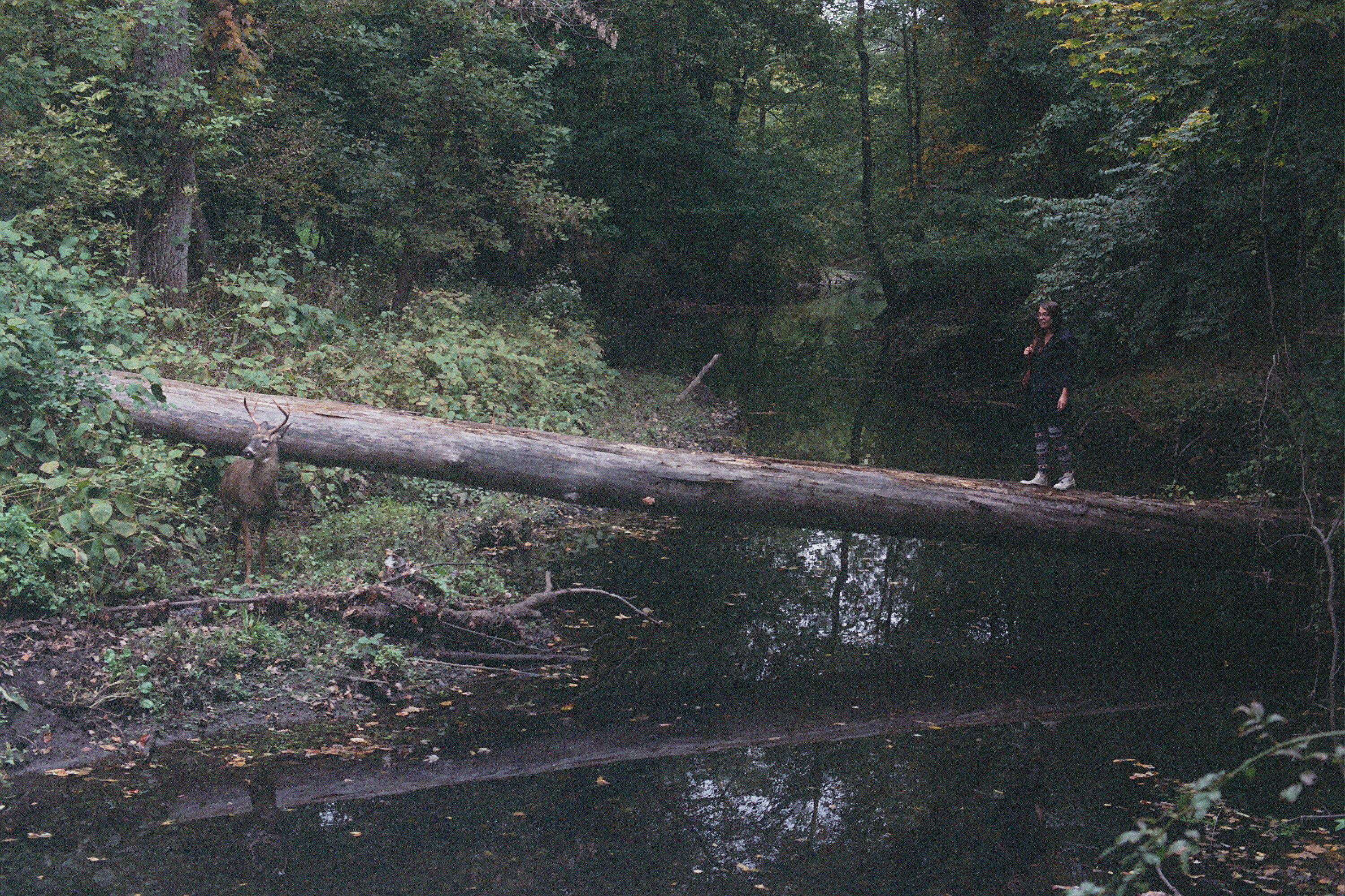 Spotted a buck while crossing a tree in an inlet.
