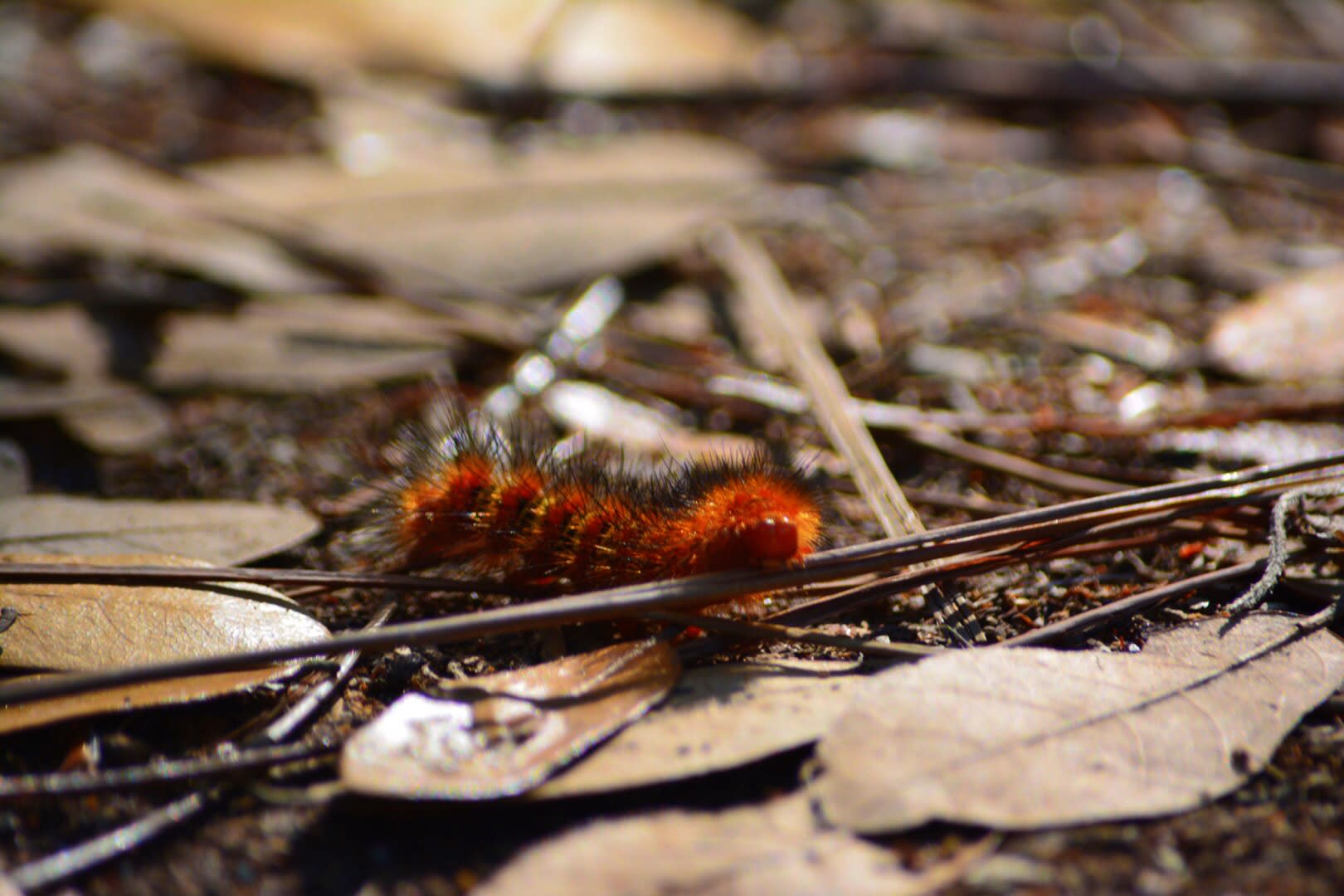 Oscar Scherer State Park
