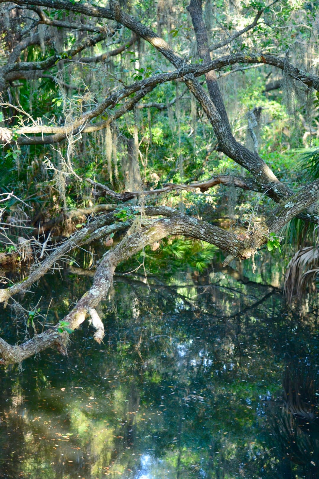 Oscar Scherer State Park