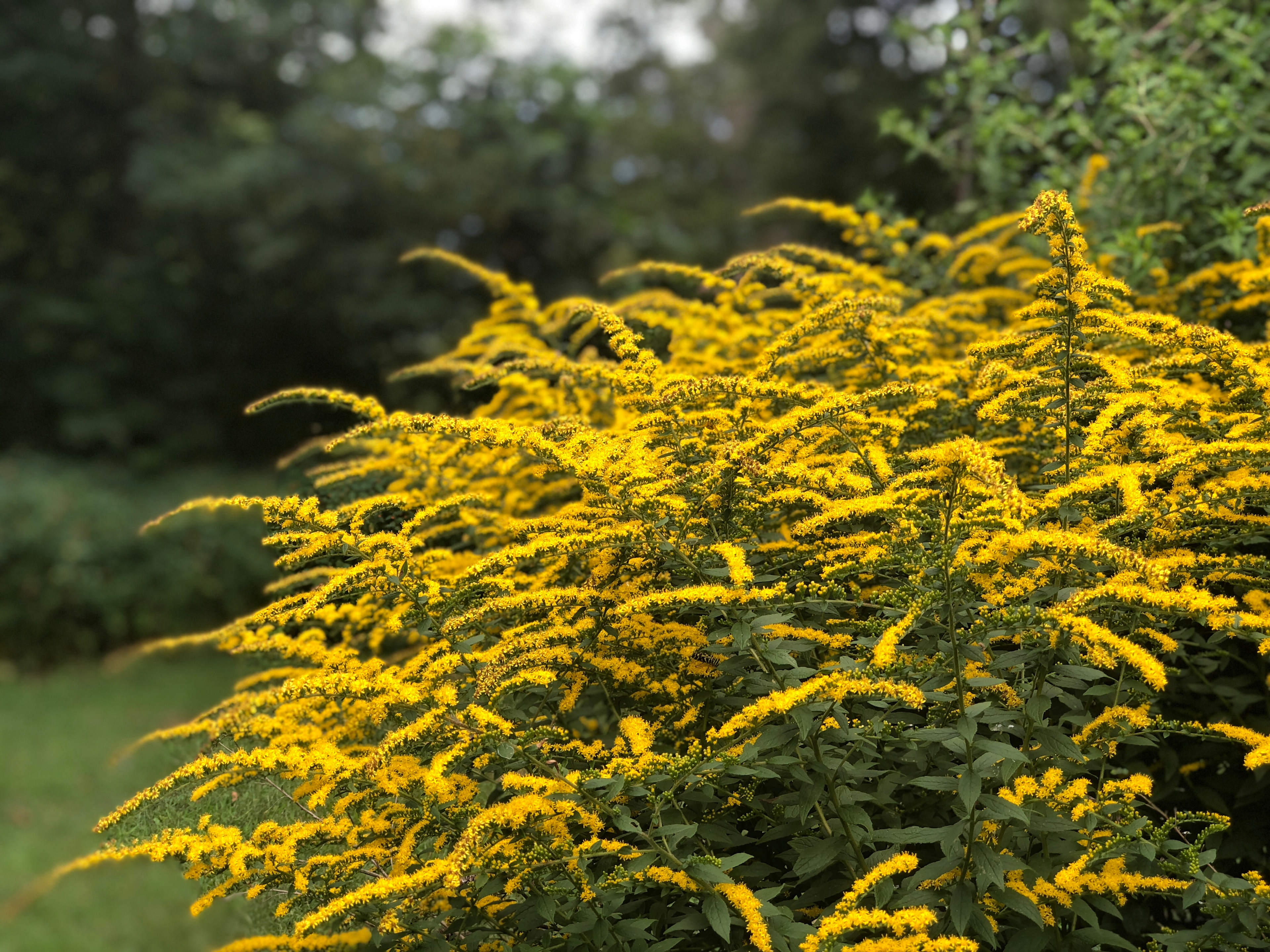 Black Rock Mountain State Park