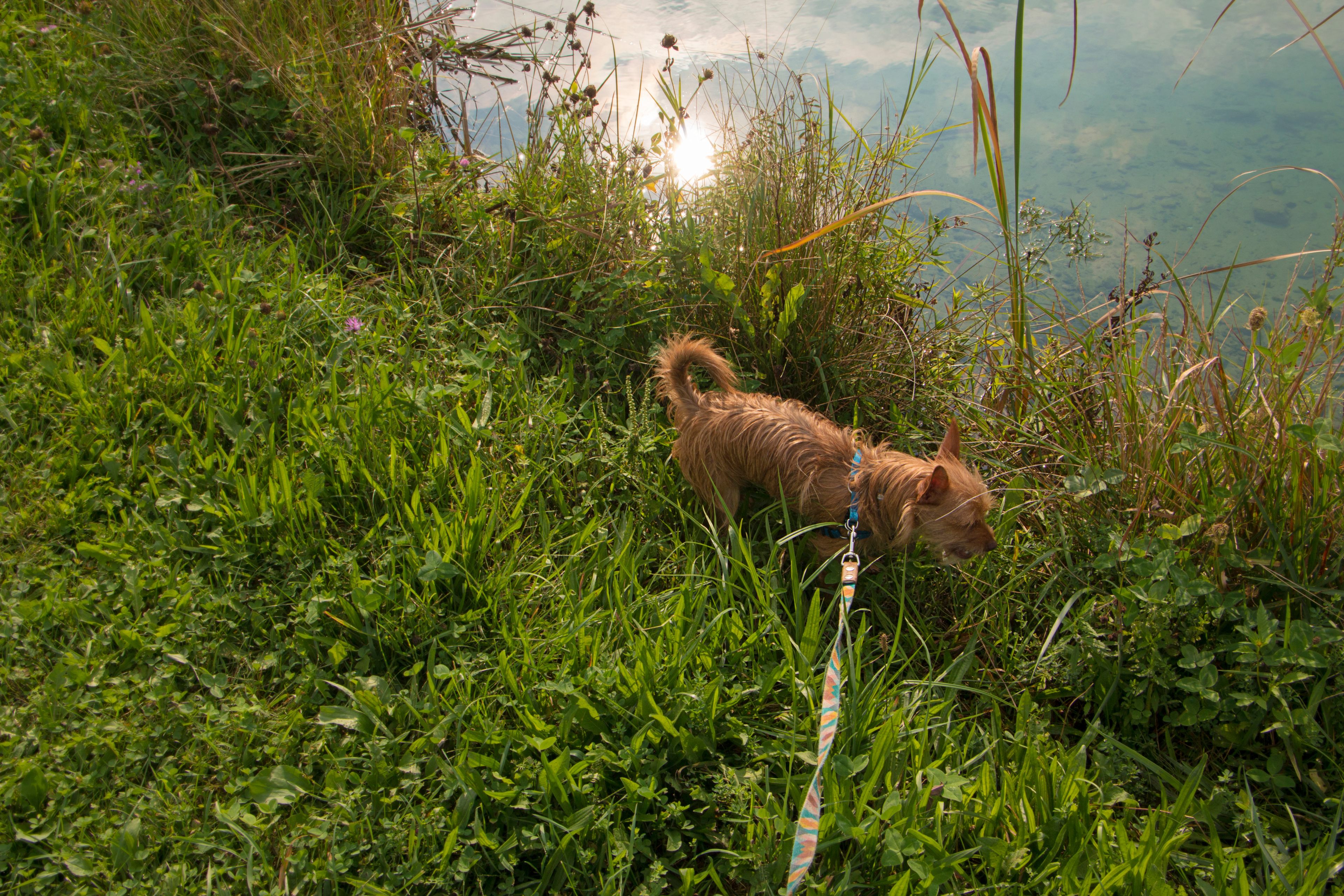 Bring the dogs! It's a great spot for exploring. 