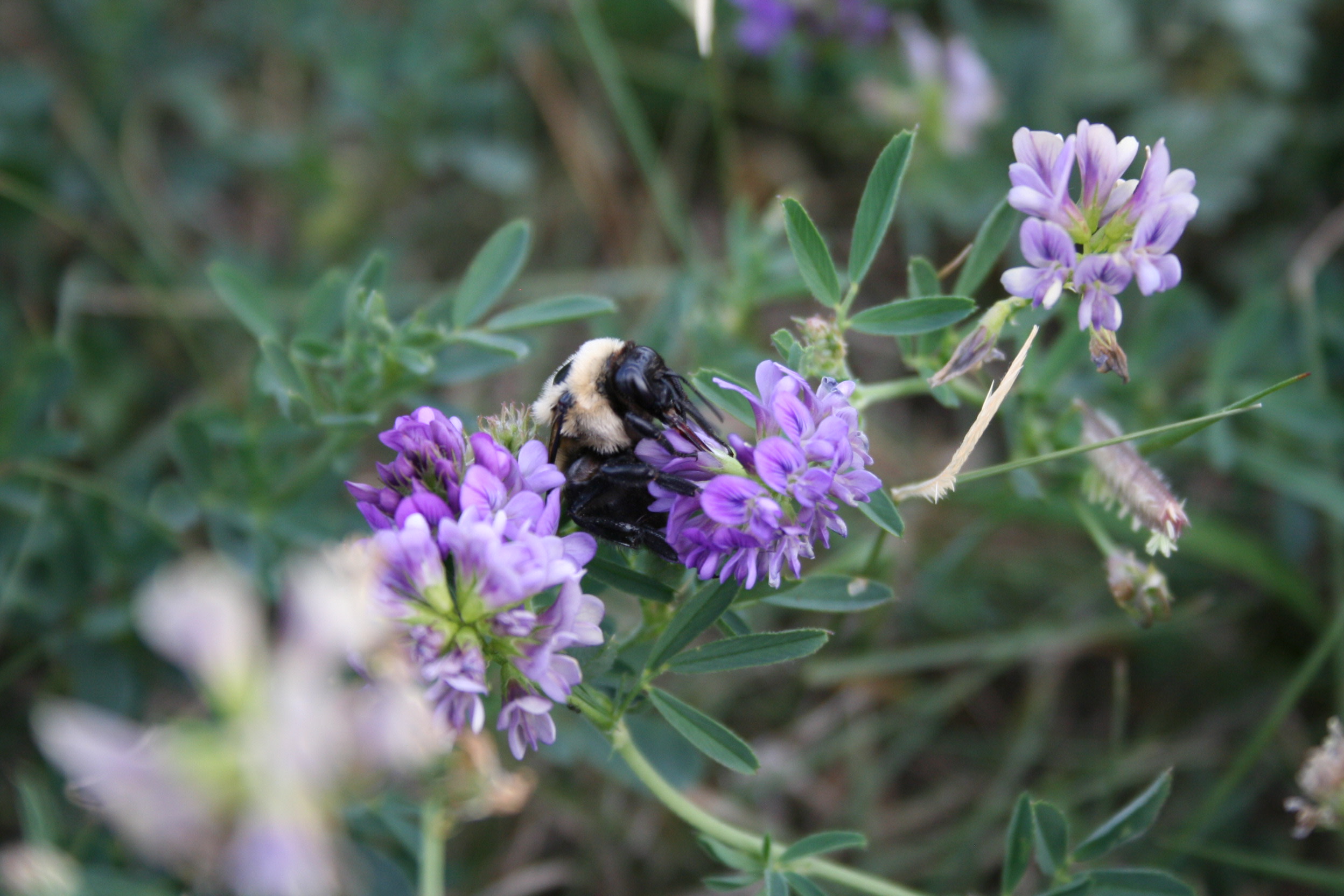 Pat's Point Campground