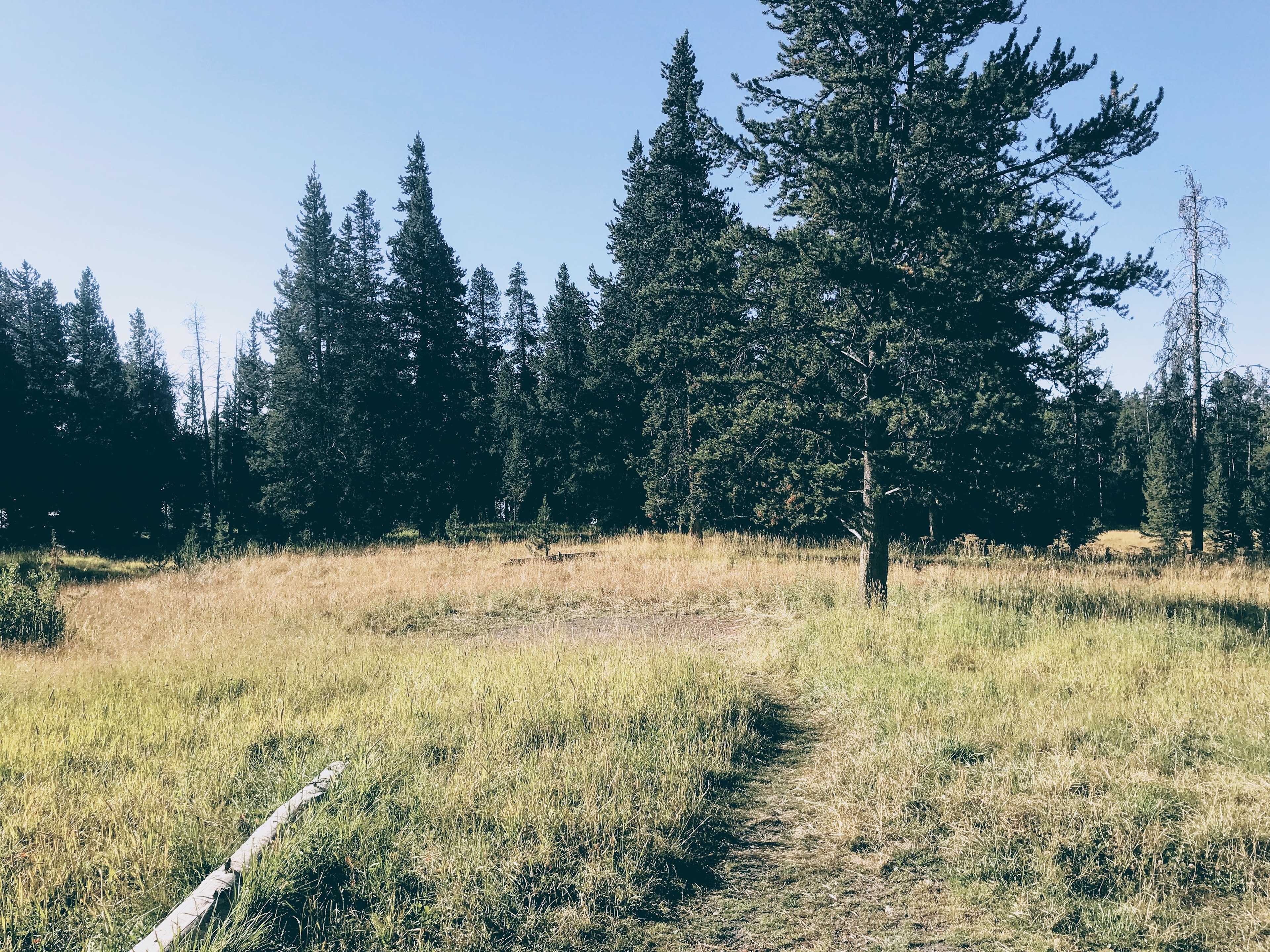Bridge Bay Campground