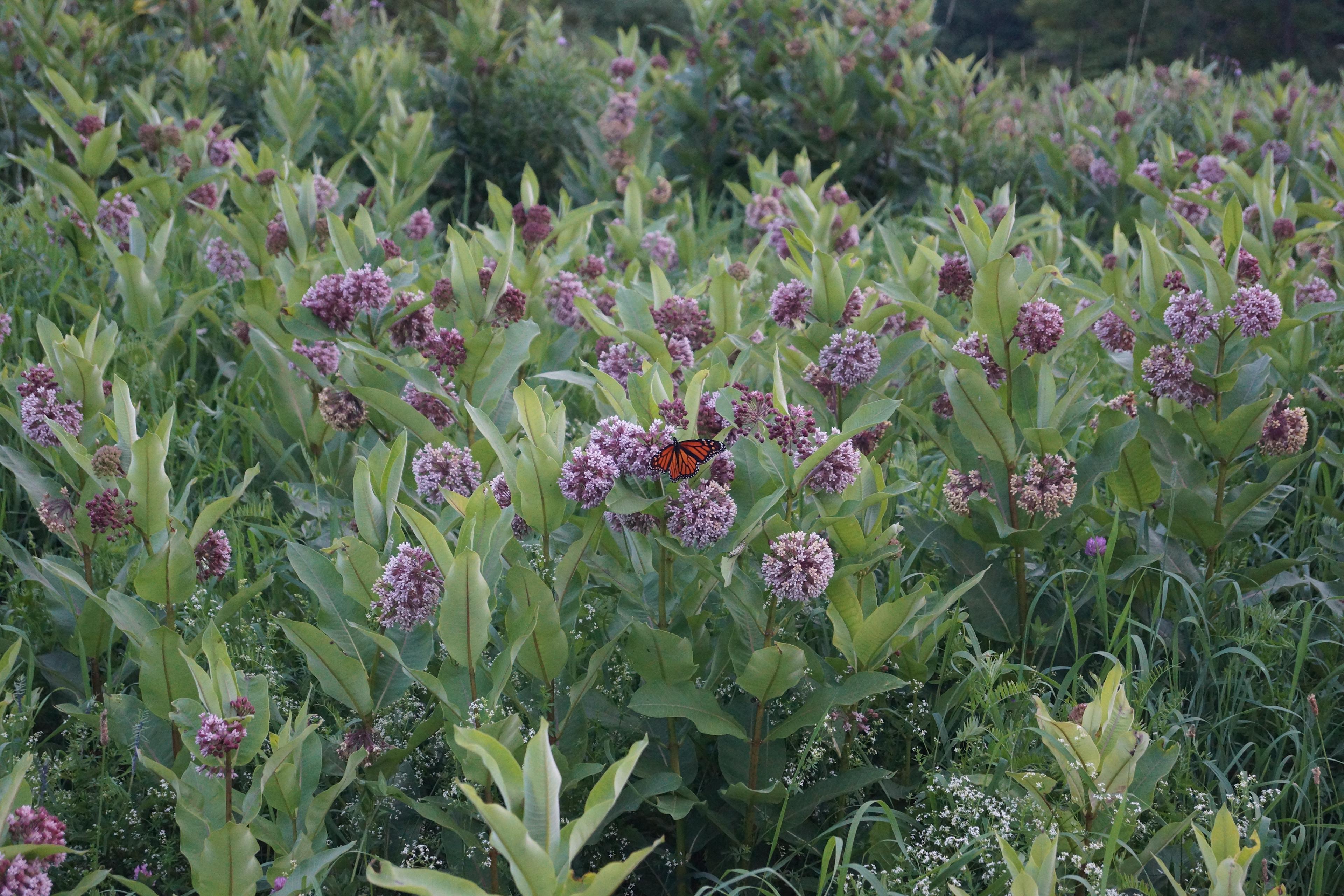 Not all the wild life is this small, but hey this is beautiful.