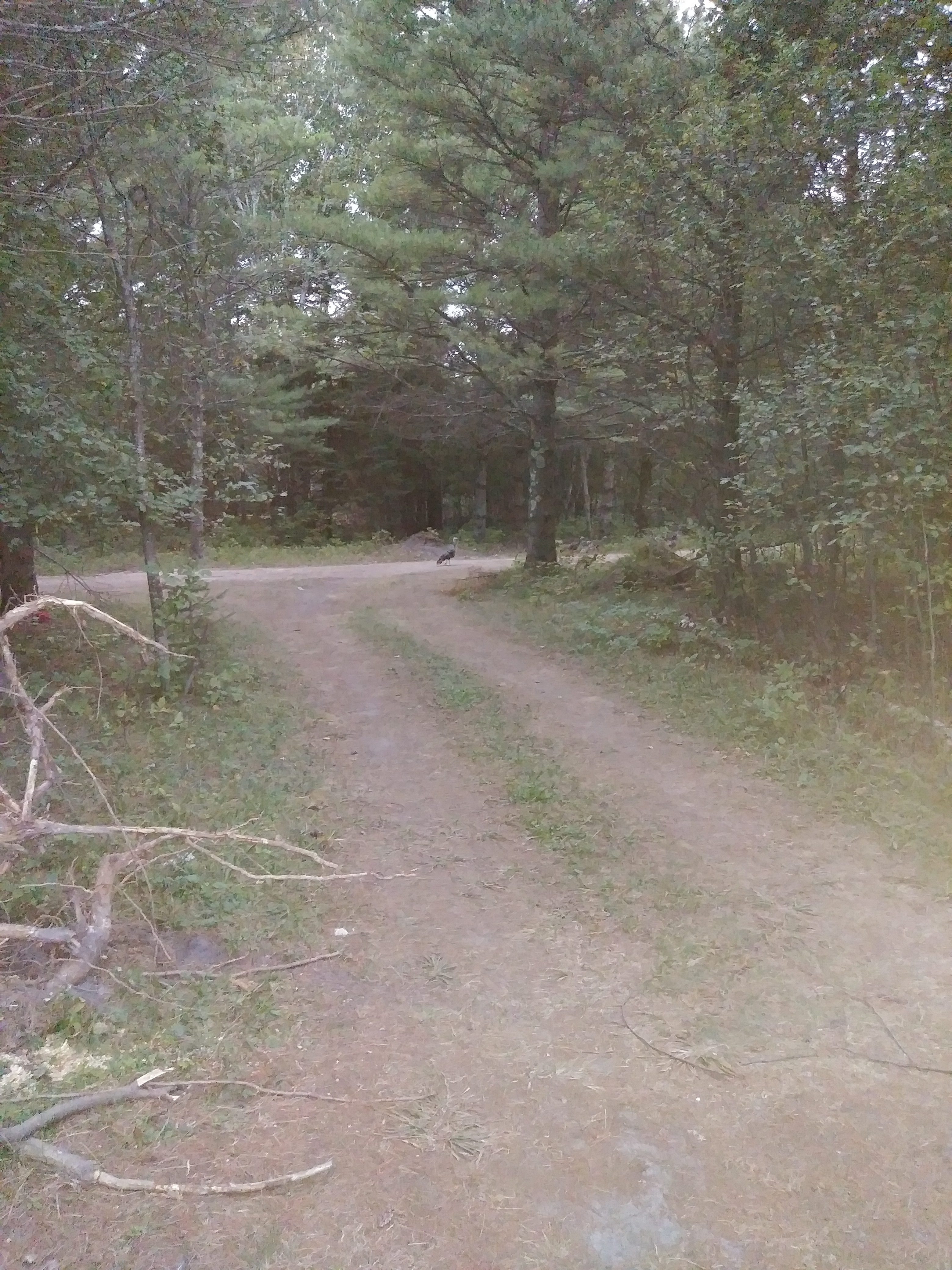 Dave's Island Hideaway