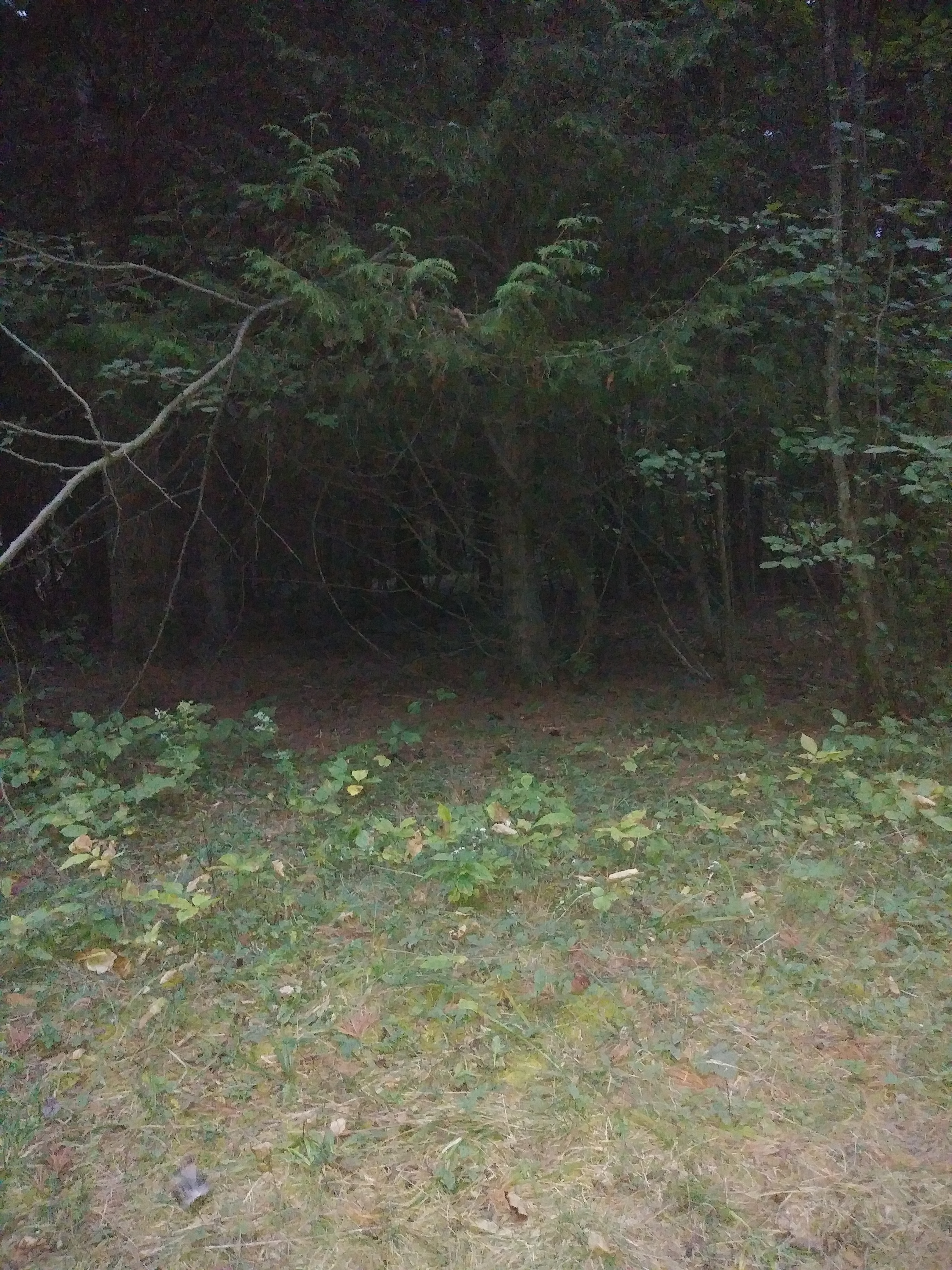 Dave's Island Hideaway