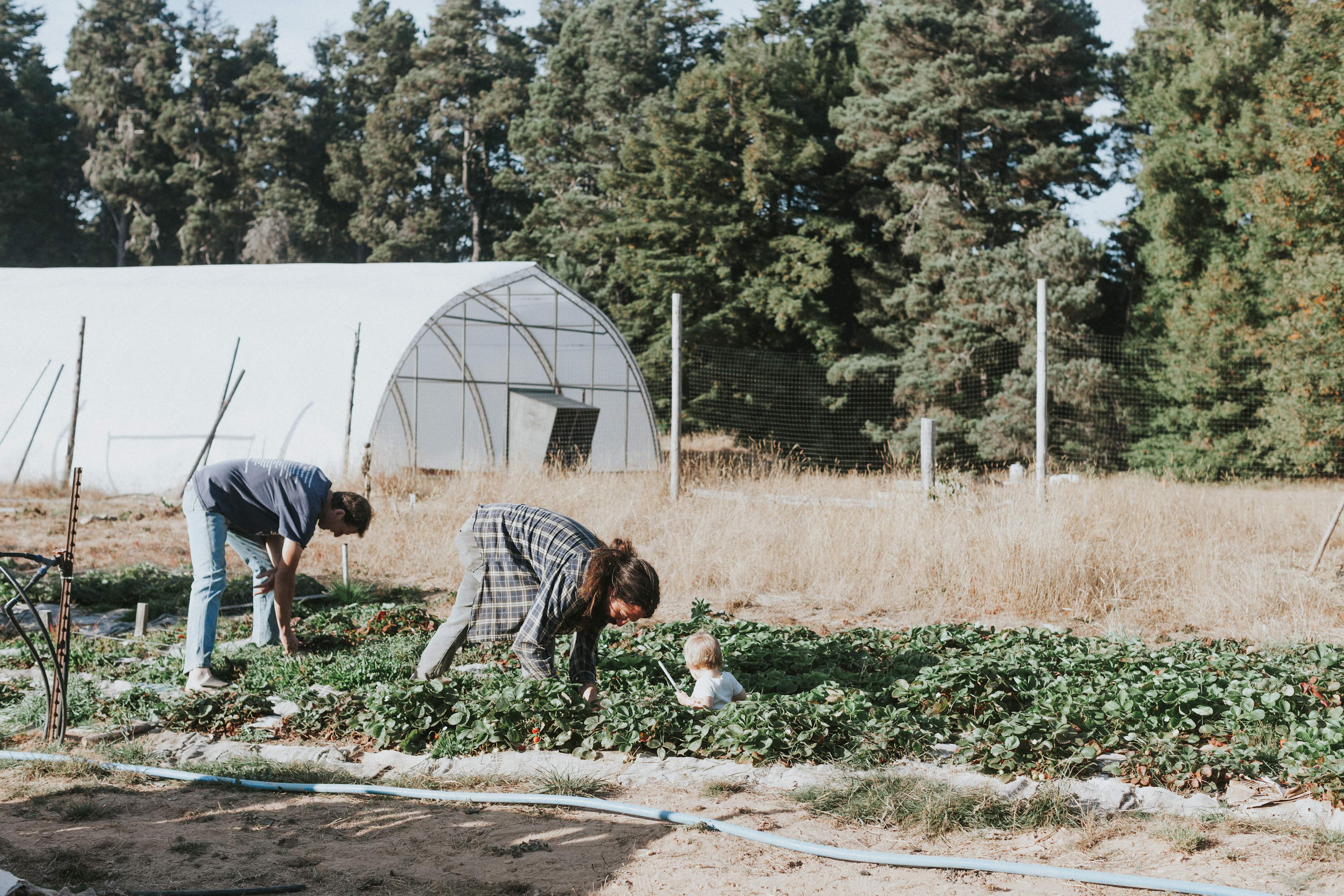 Meadow Farm & Forest