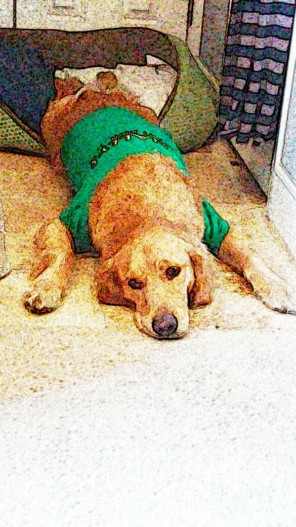 Sydney!! Woof!  St. Patrick's Day in the forest?  Wear your green?
