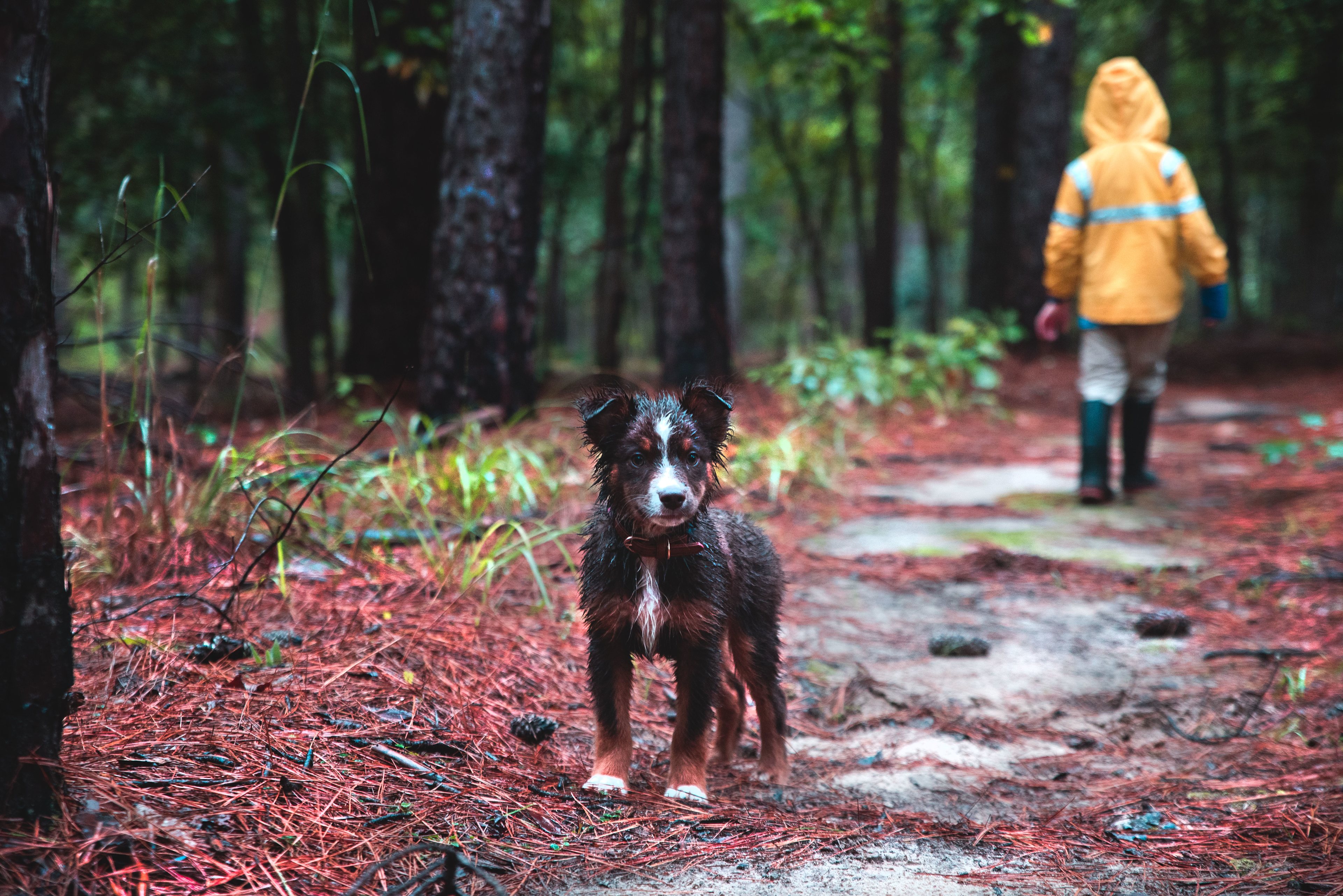 Dog Friendly hiking and camping among the beautiful pines, beech, and oak trees!