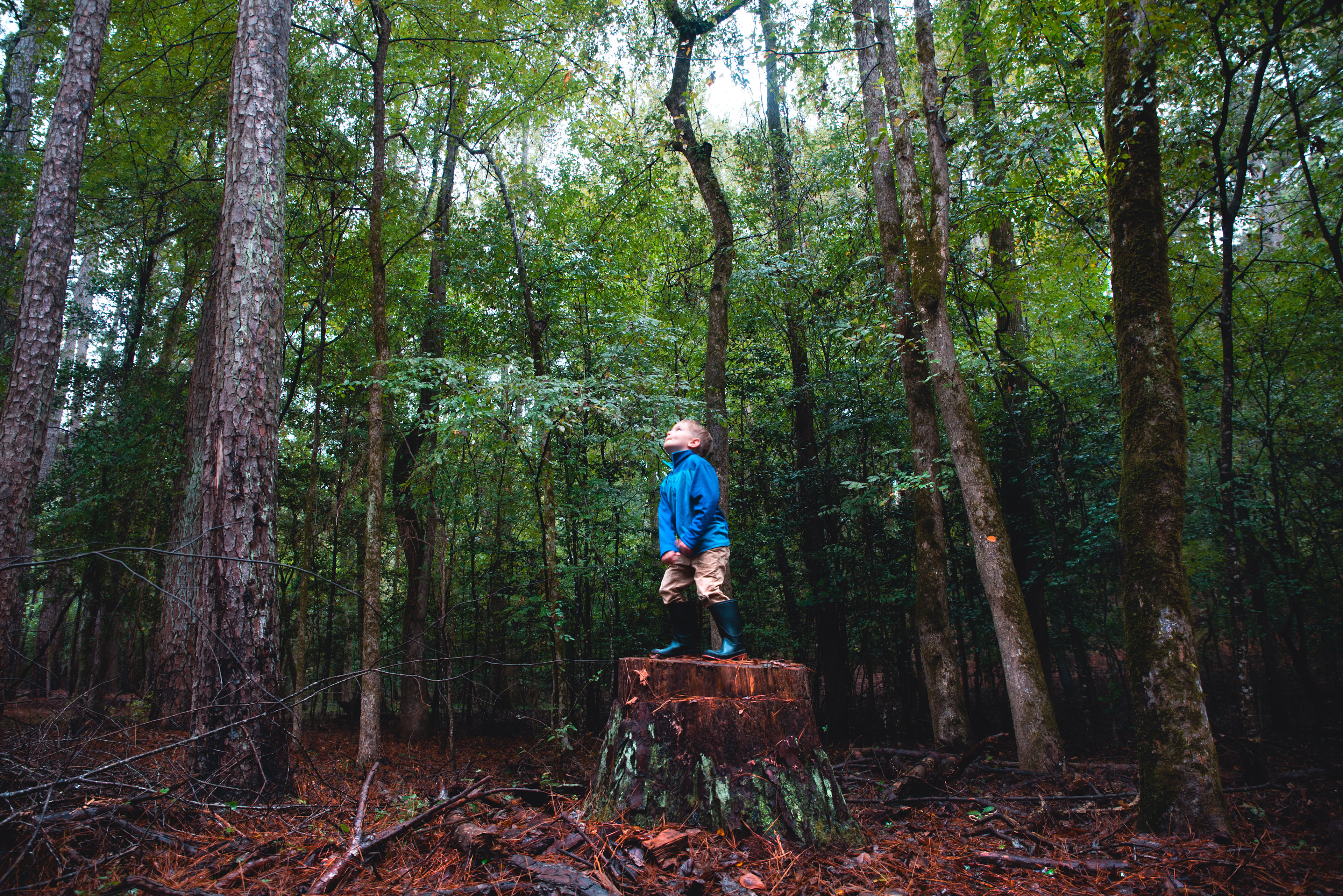 Gorgeous forest with huge towering trees!