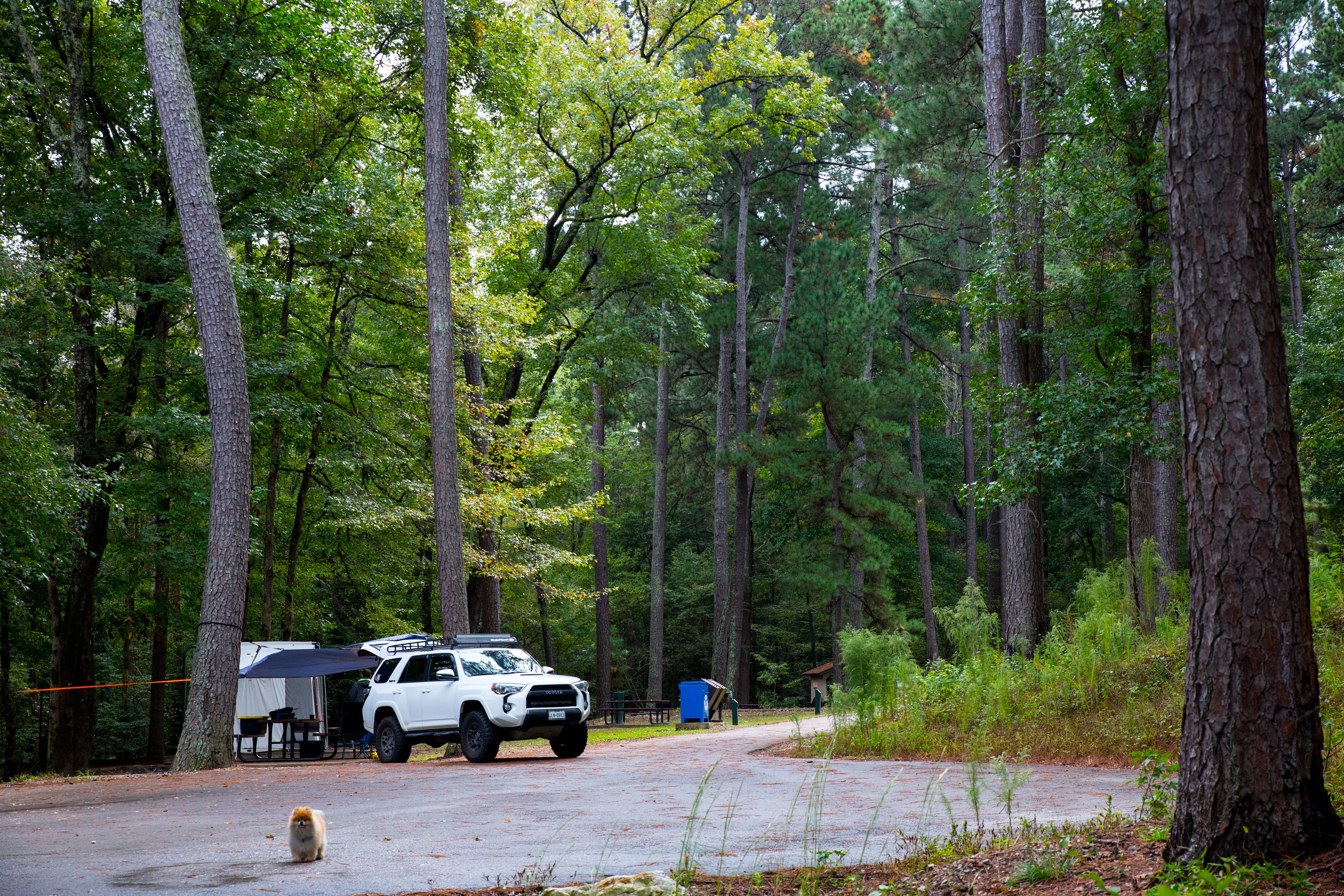 4 tent only sites are in their own quiet area with large towering trees, trash bins right at camp, well done tent pads and picnic tables for each site. The sites are also right at the entrance to 3 trail heads and the lake is just about 75 yards away!