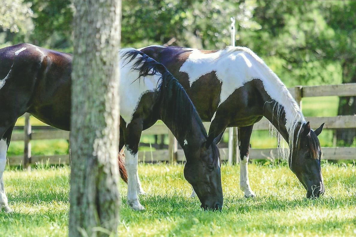 Our ranch is peaceful and quiet.
