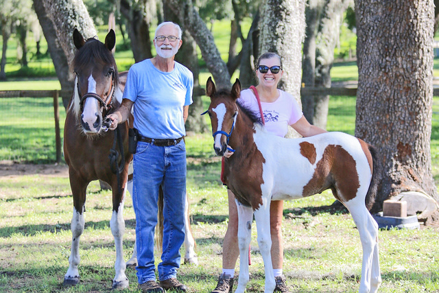 We breed one Spotted Saddle Horse per year, which are typically available for purchase.