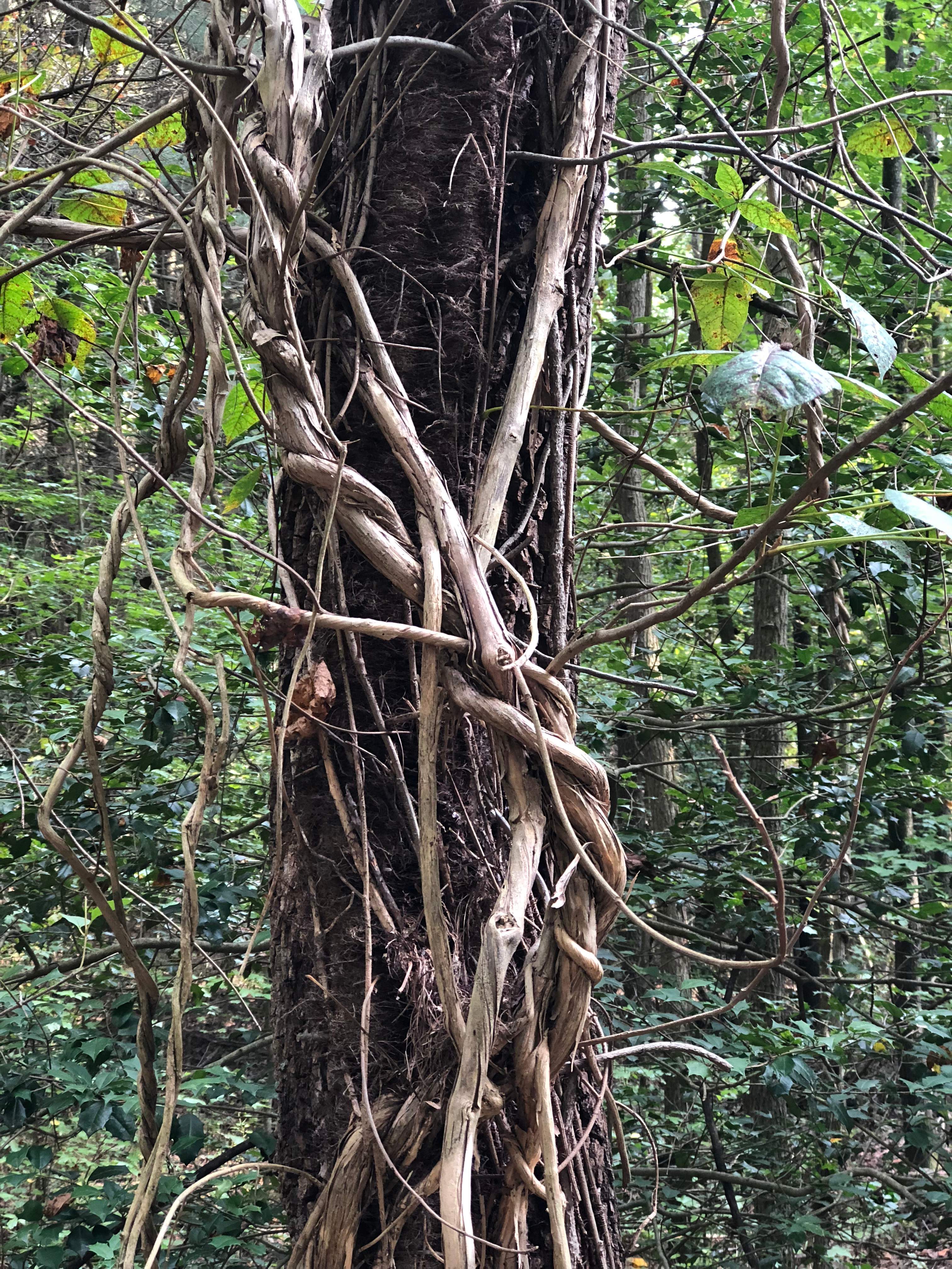 Killens Pond Campground