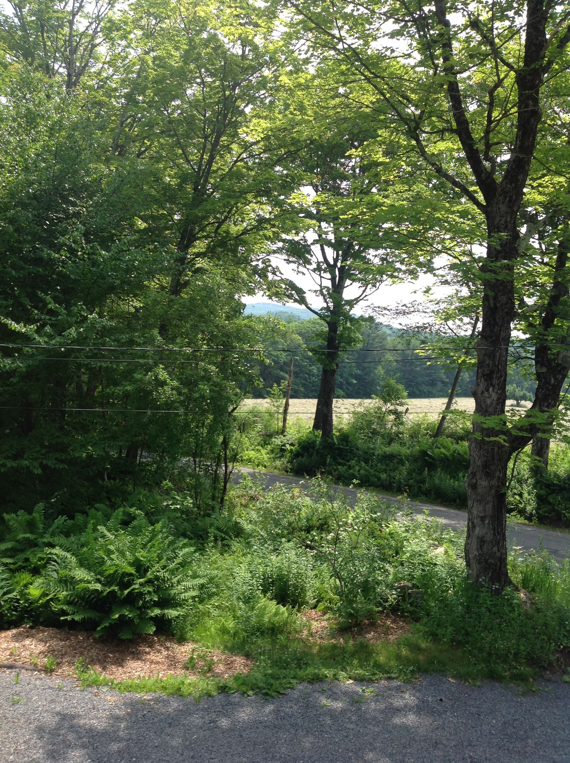 View from the driveway