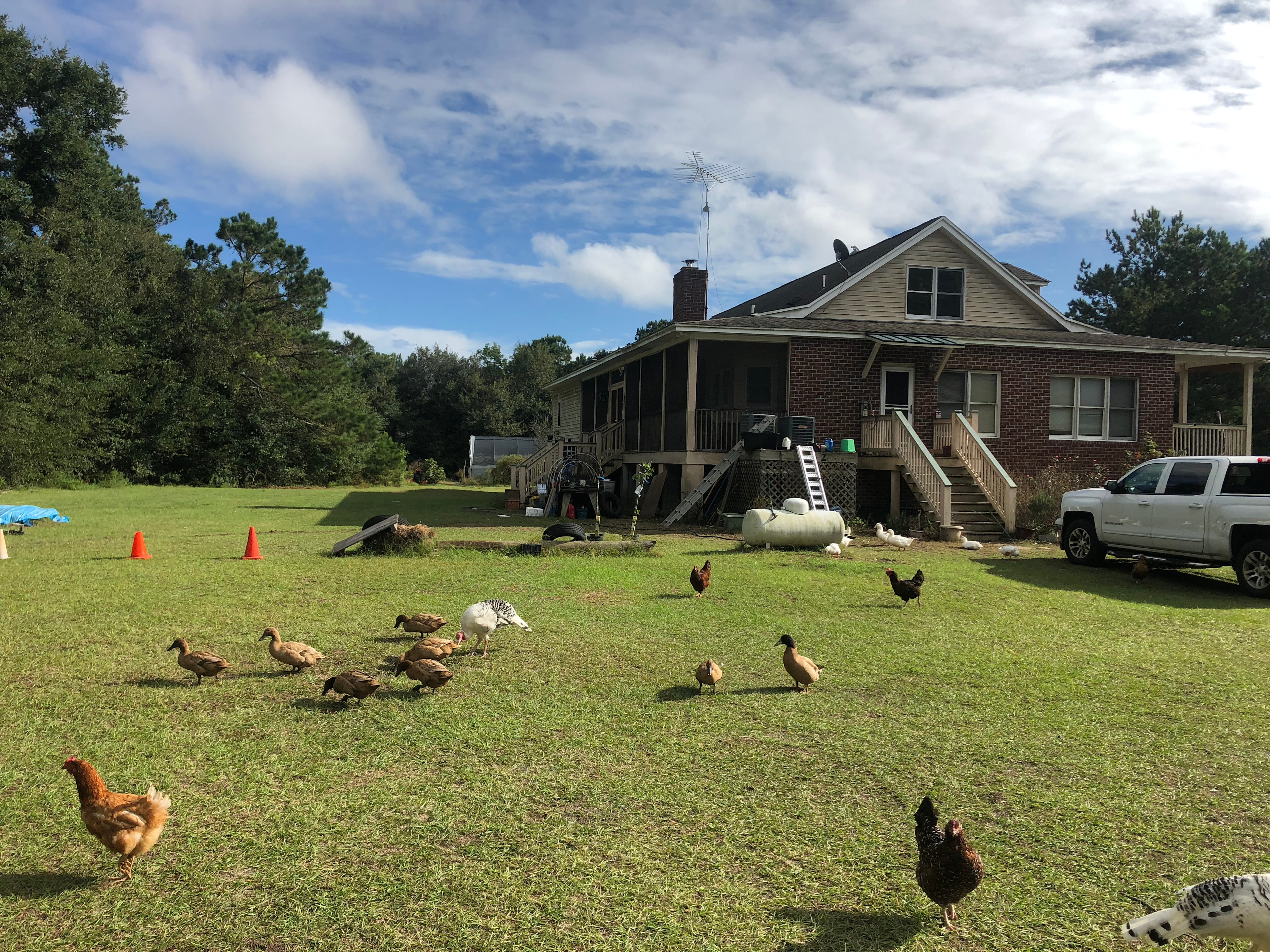 Birds!