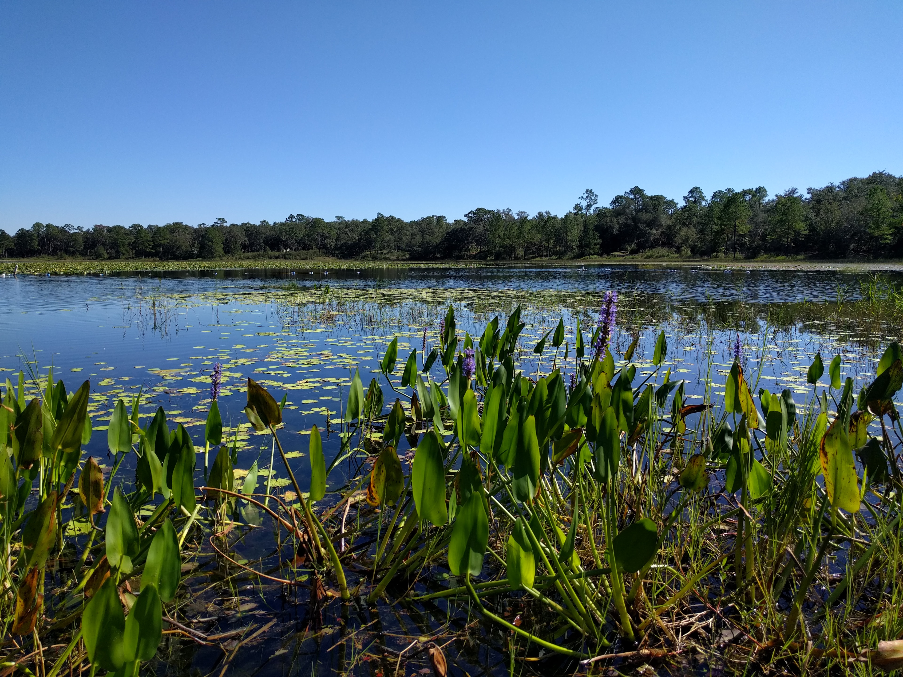 Structures were built in the 1930's by the CCC of wood and limestone. There is a picnic pavilion above and restrooms below.