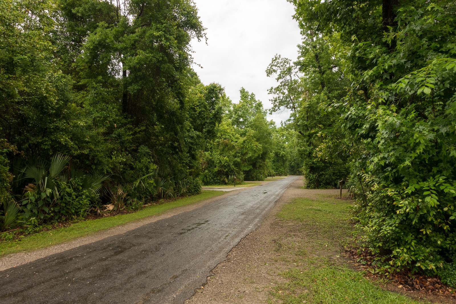 Palmettos line the road in Palmetto Island State Park.
